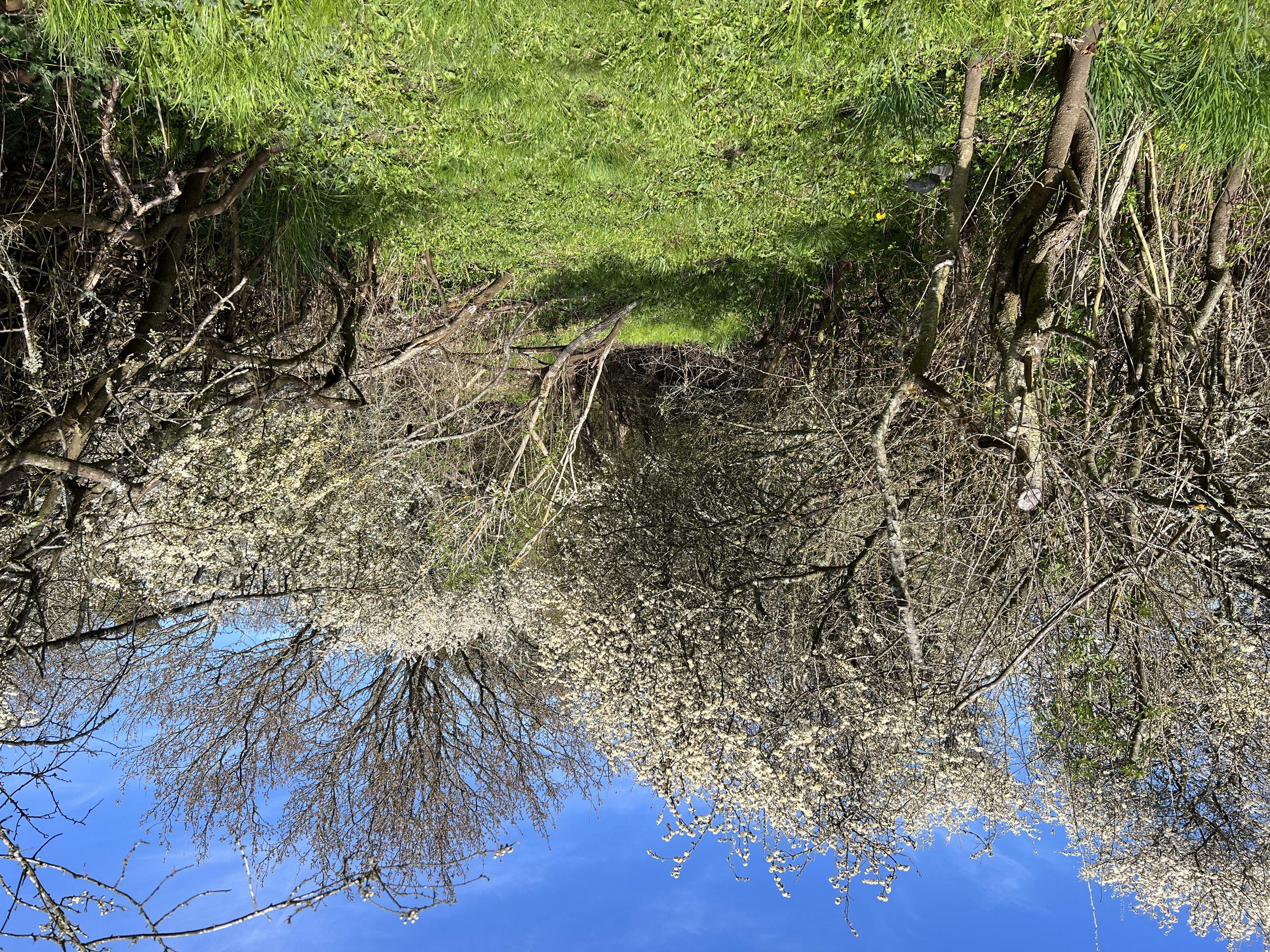 Det har skapats allt fler gångar genom snåren.