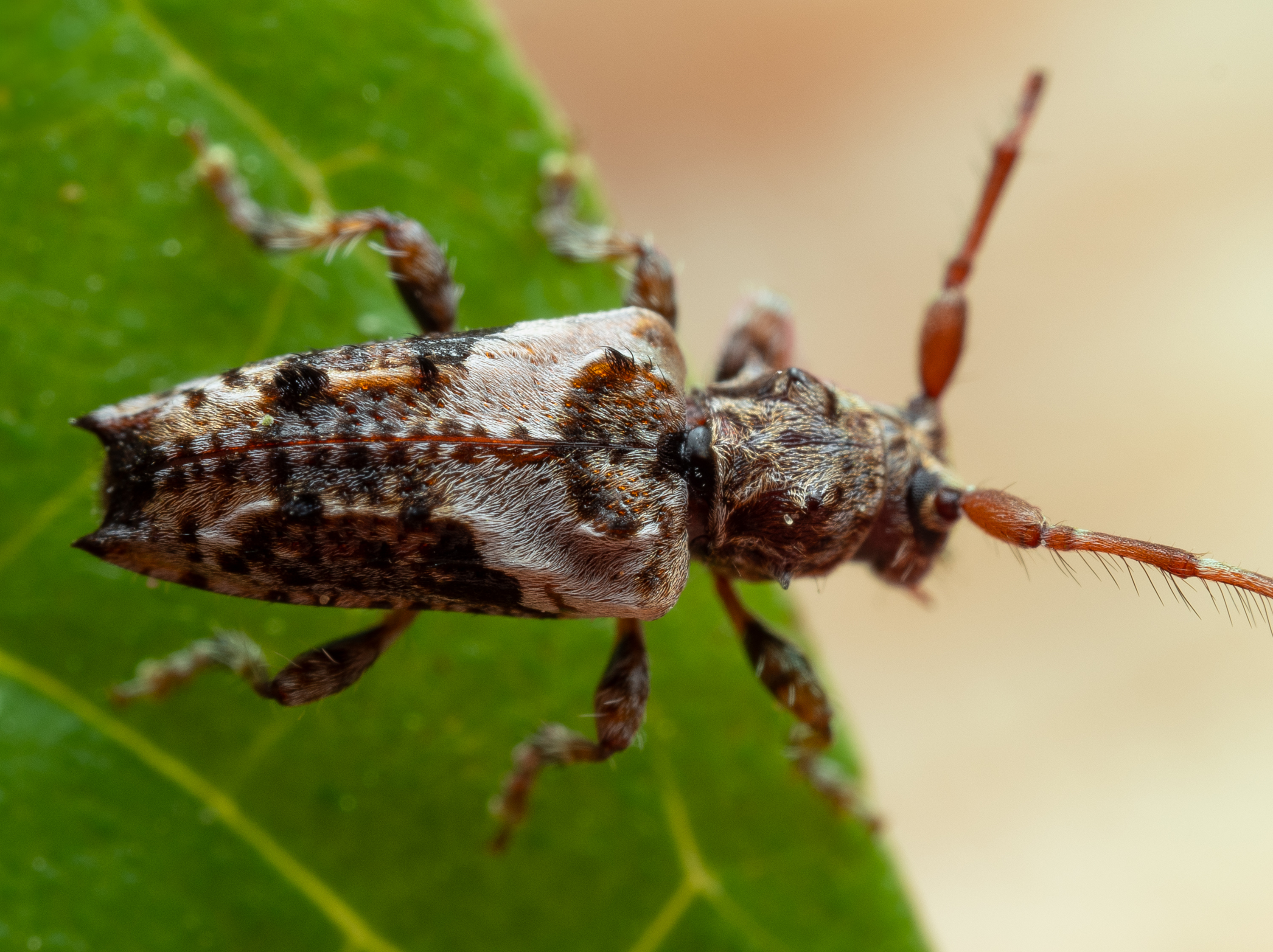 Svarthårig kvistbock.