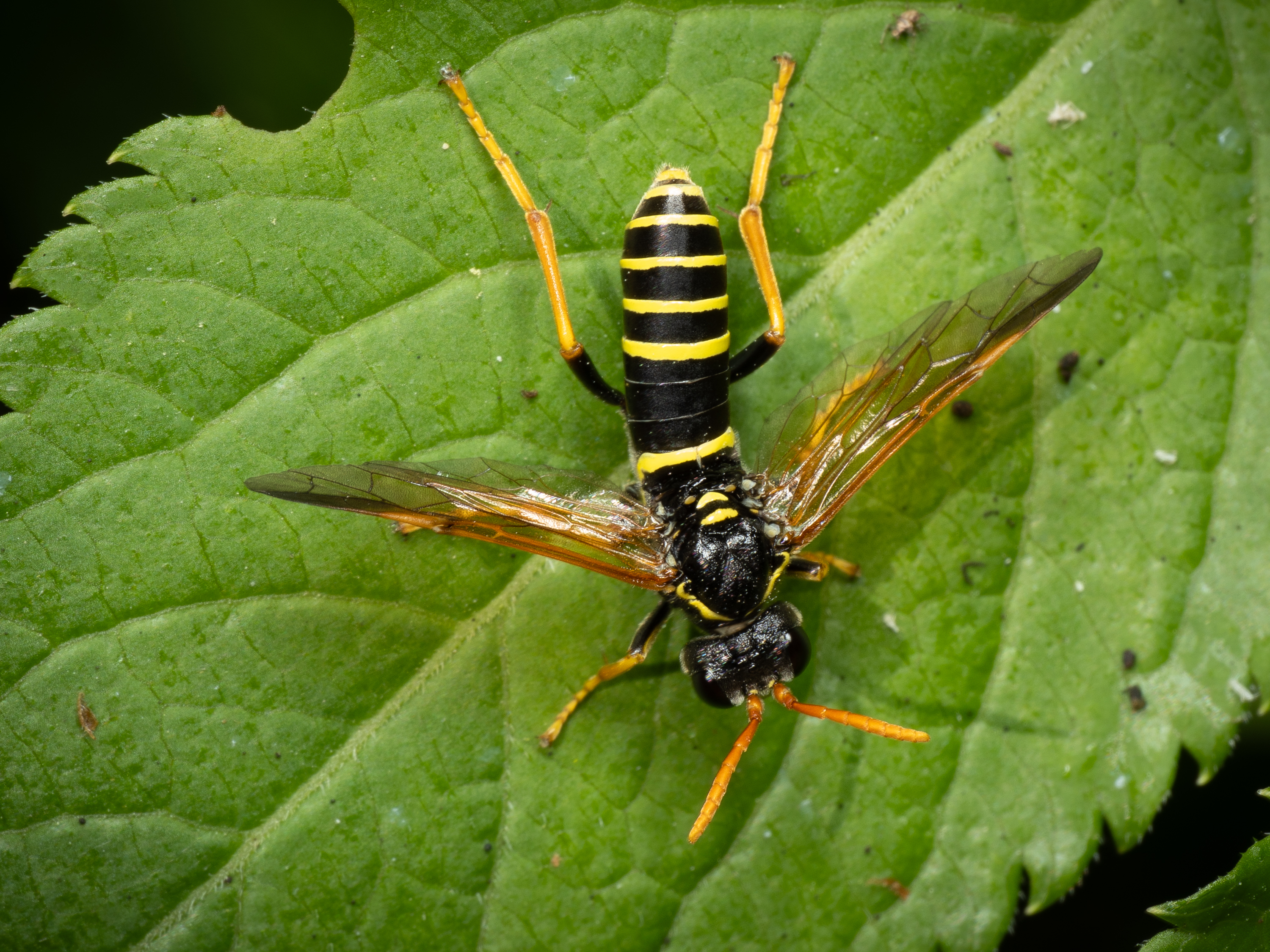 Bladstekeln Tenthredo scrophularieae.