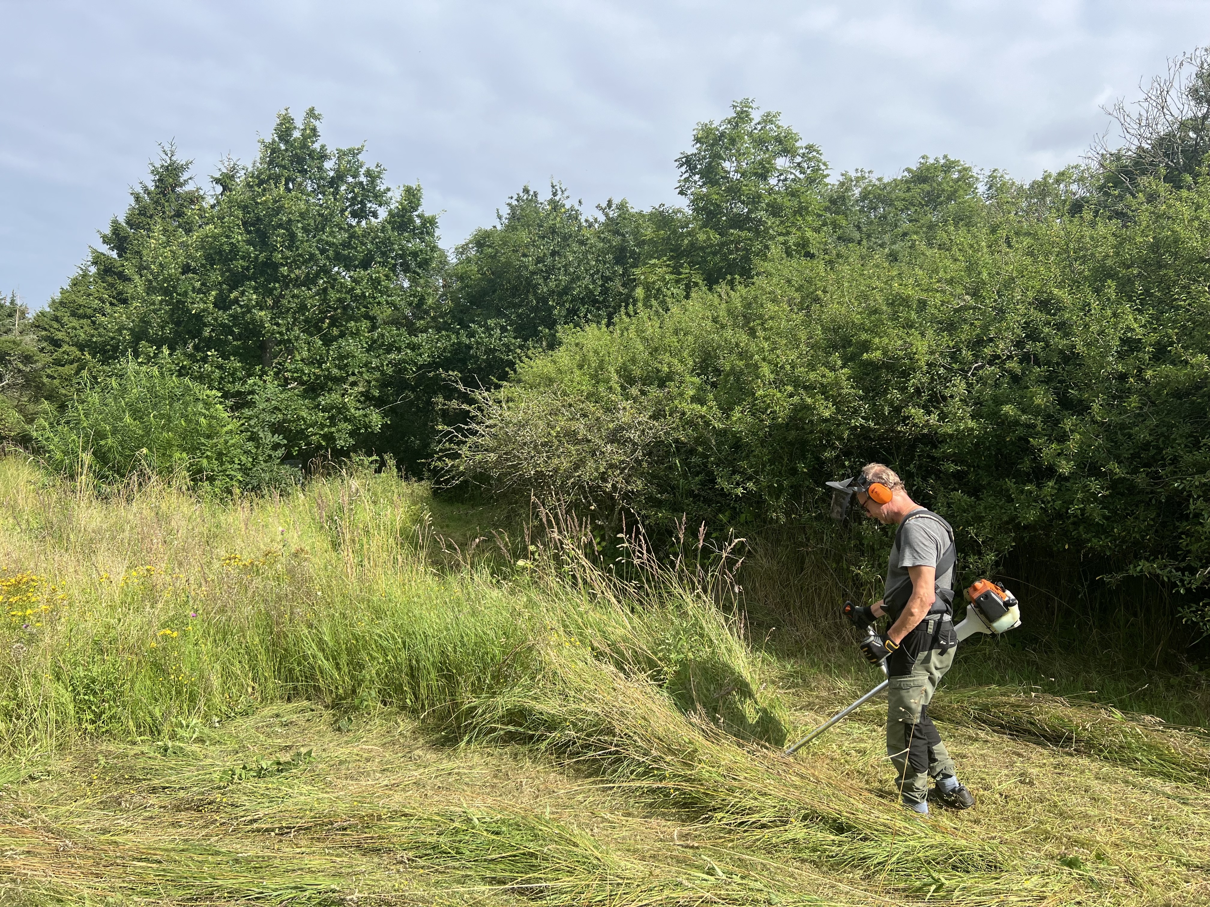 Tommy Knutsson sköter ängen med en röjsåg med klinga. Allt som klipps räfsas ihop i stora högar och eldas upp.
