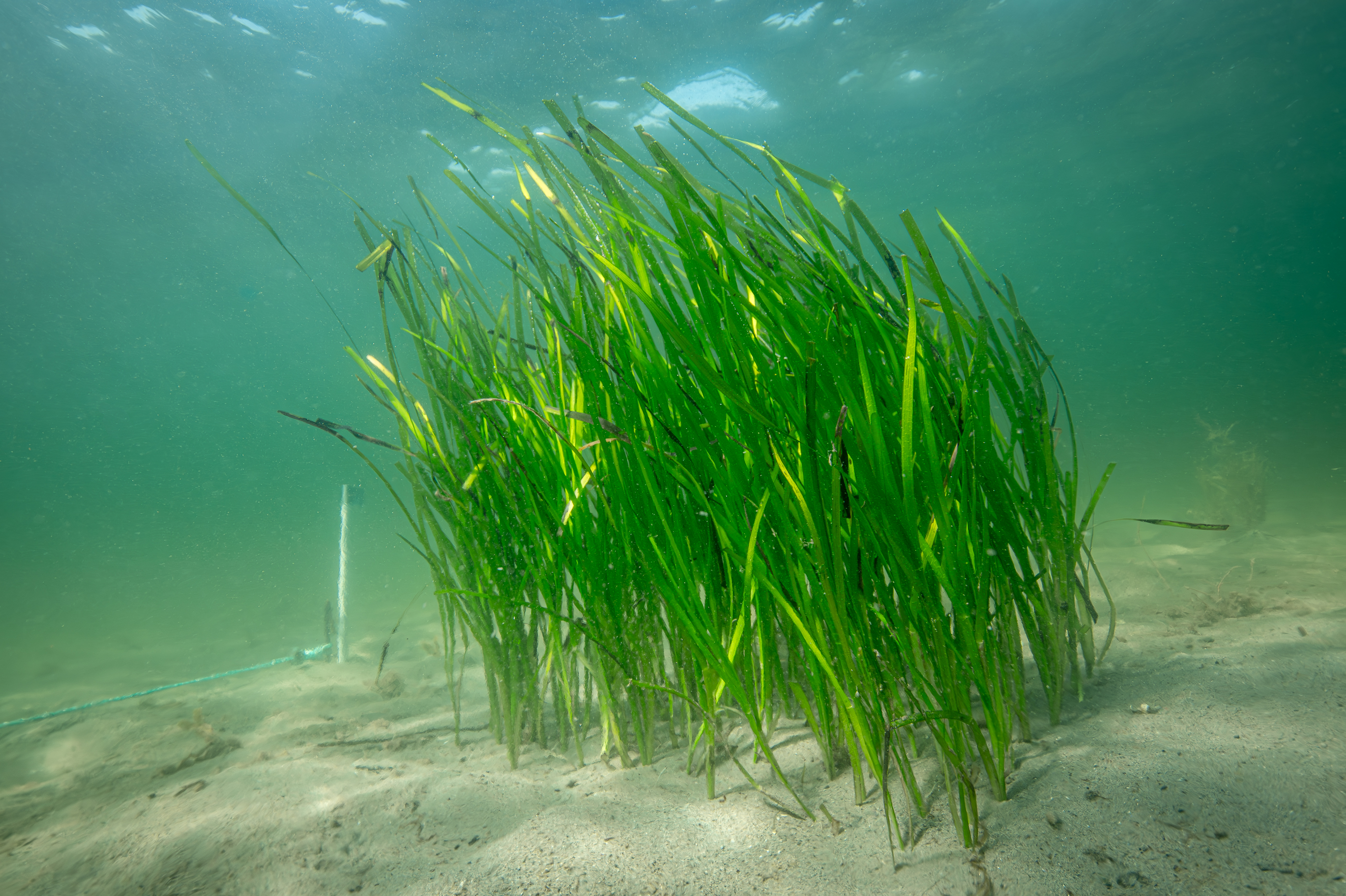 Tätt planterade ålgrässkott på en lokal i Kosterhavets nationalpark.