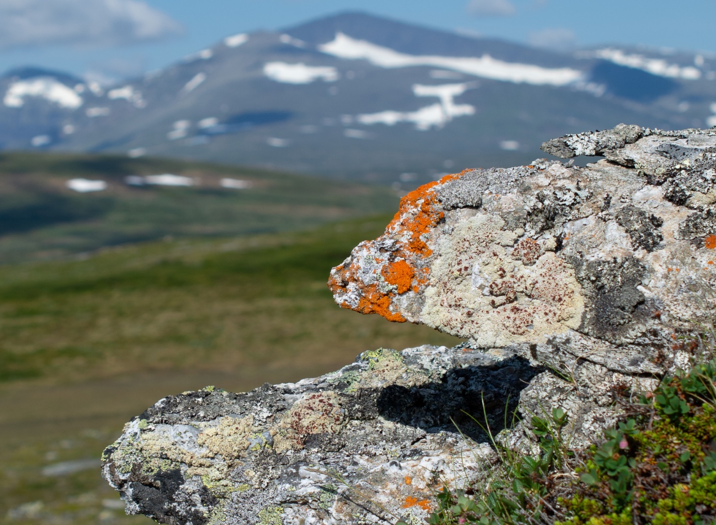 Del av omslaget till "Lavar – en fälthandbok".