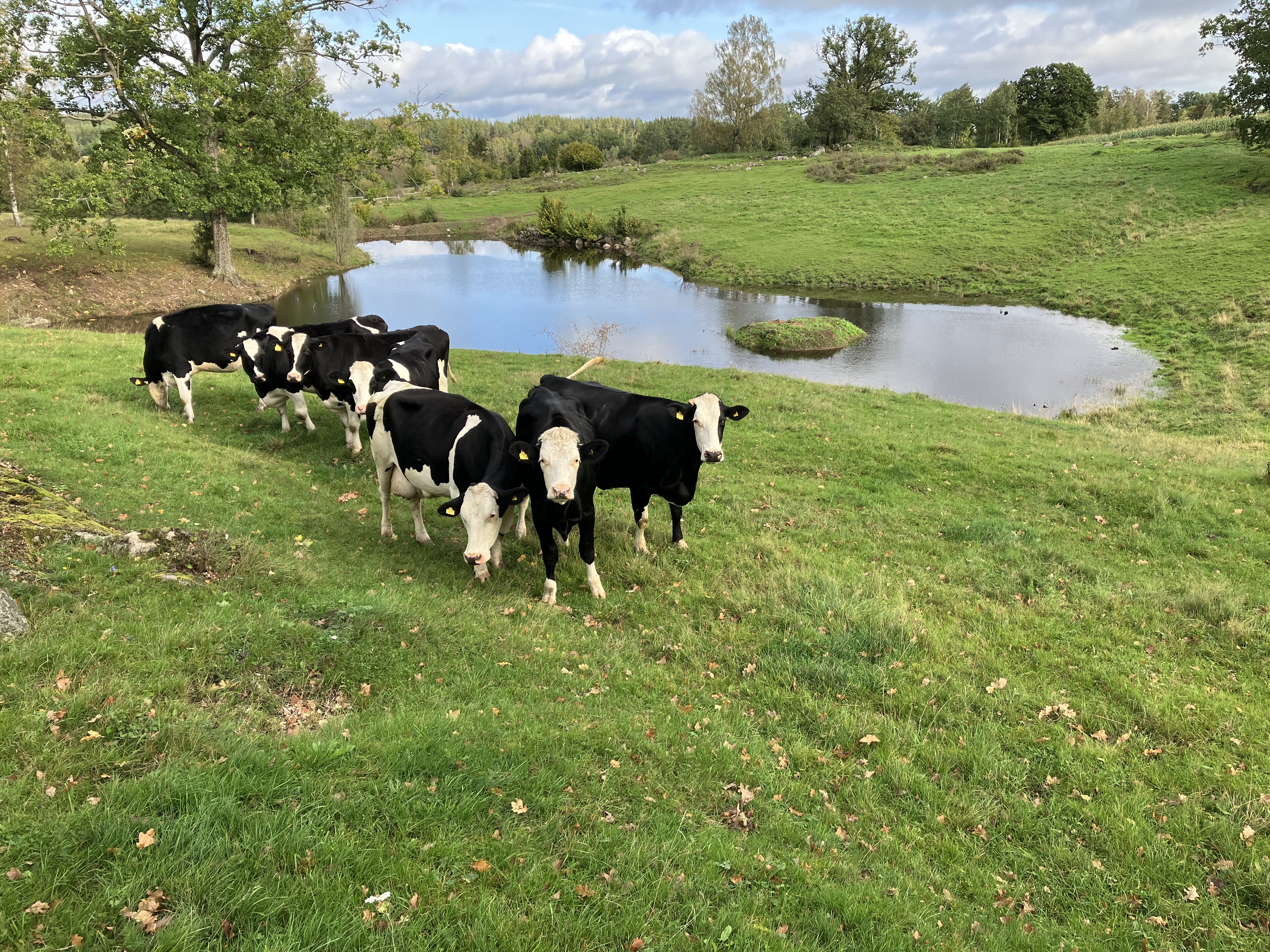 En av våtmarkerna vid gården.