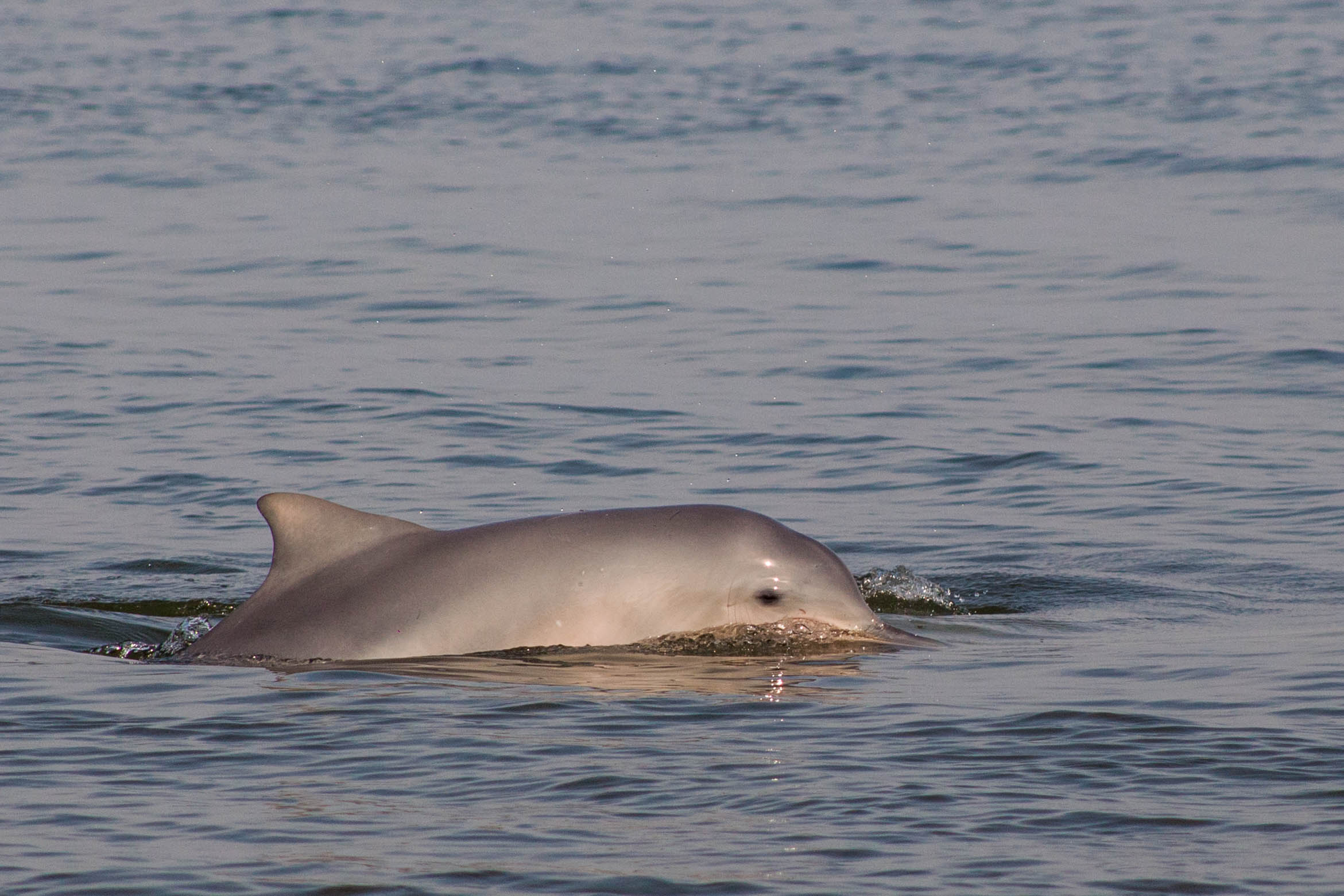 Delfinen Sotalia guianensis.