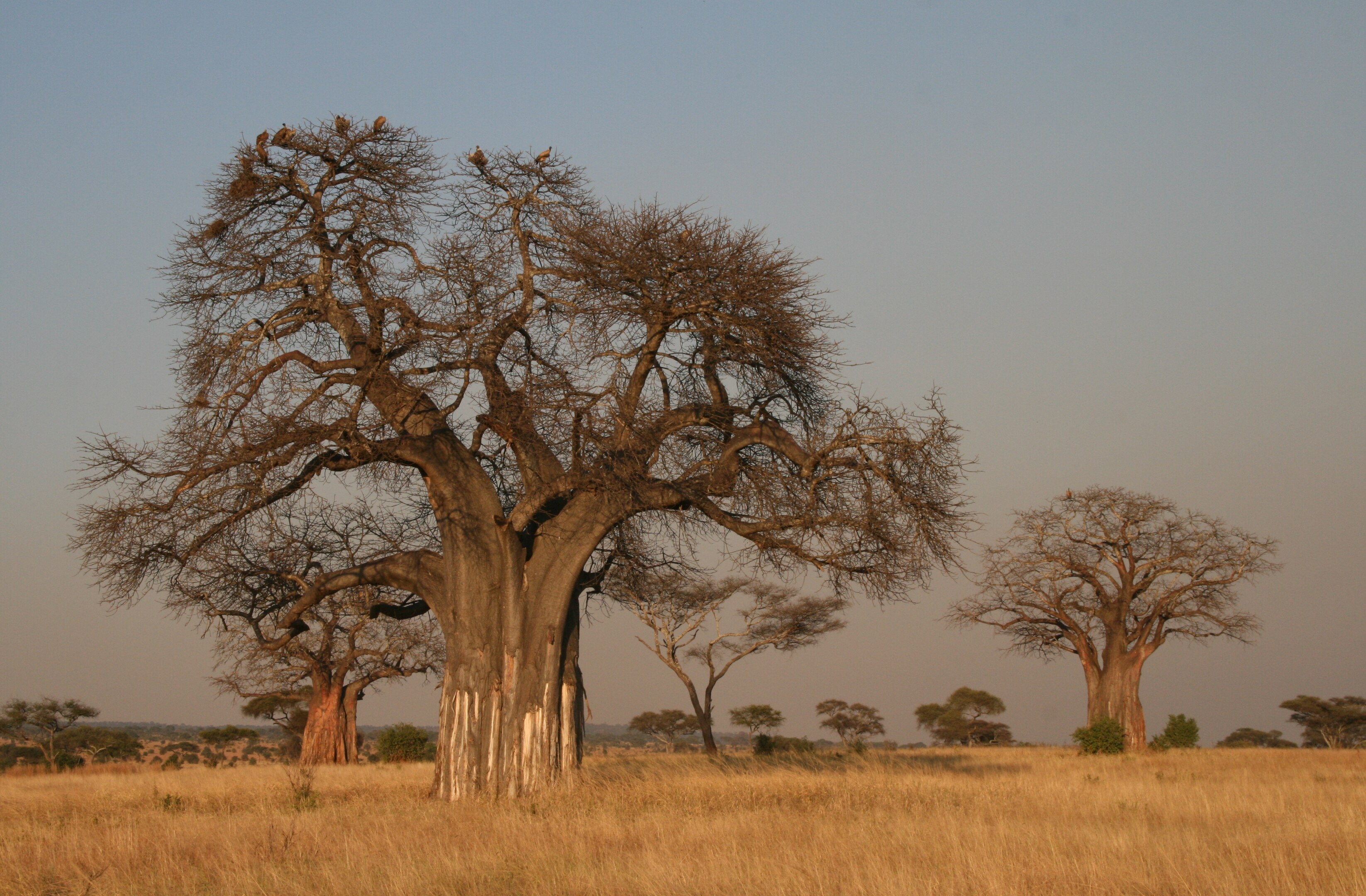 Baobab-träd i Tanzania.