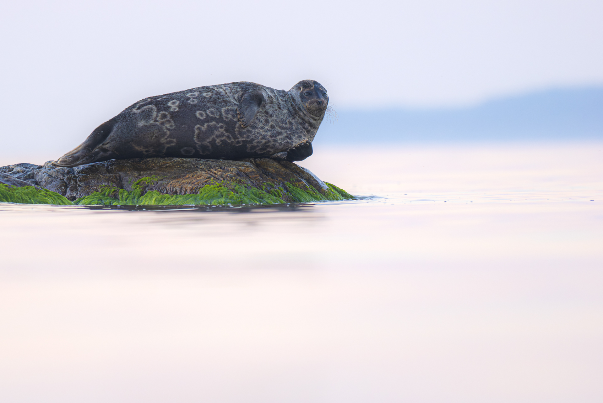 Vikare i Nämdöfjärden.