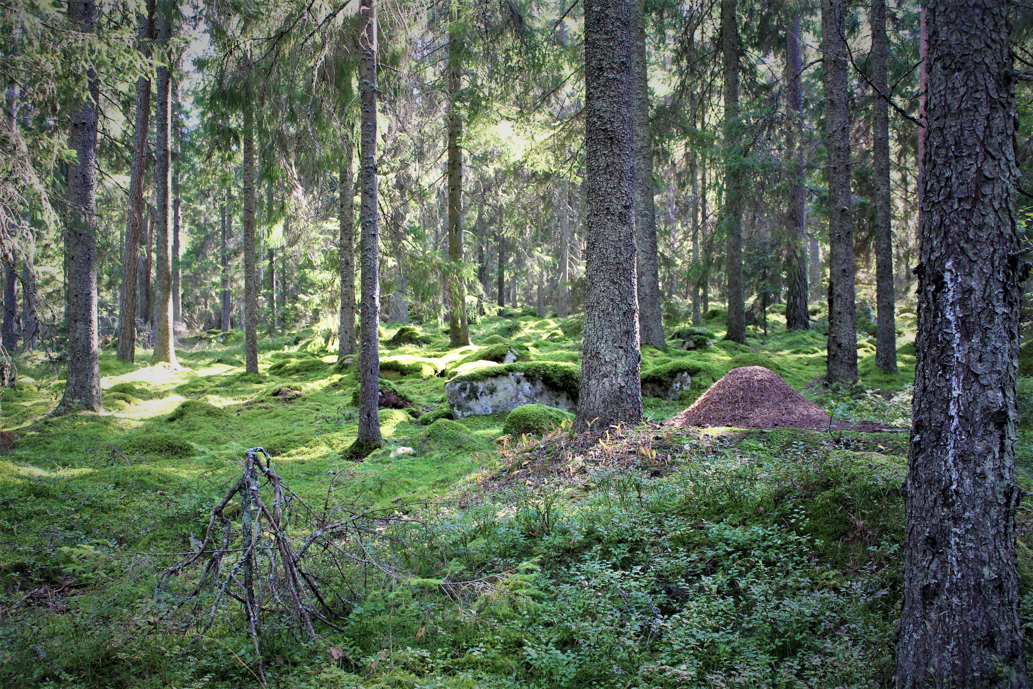 Stora delar av Adolfsbergsskogen är täckt av ett tjockt mosstäcke.