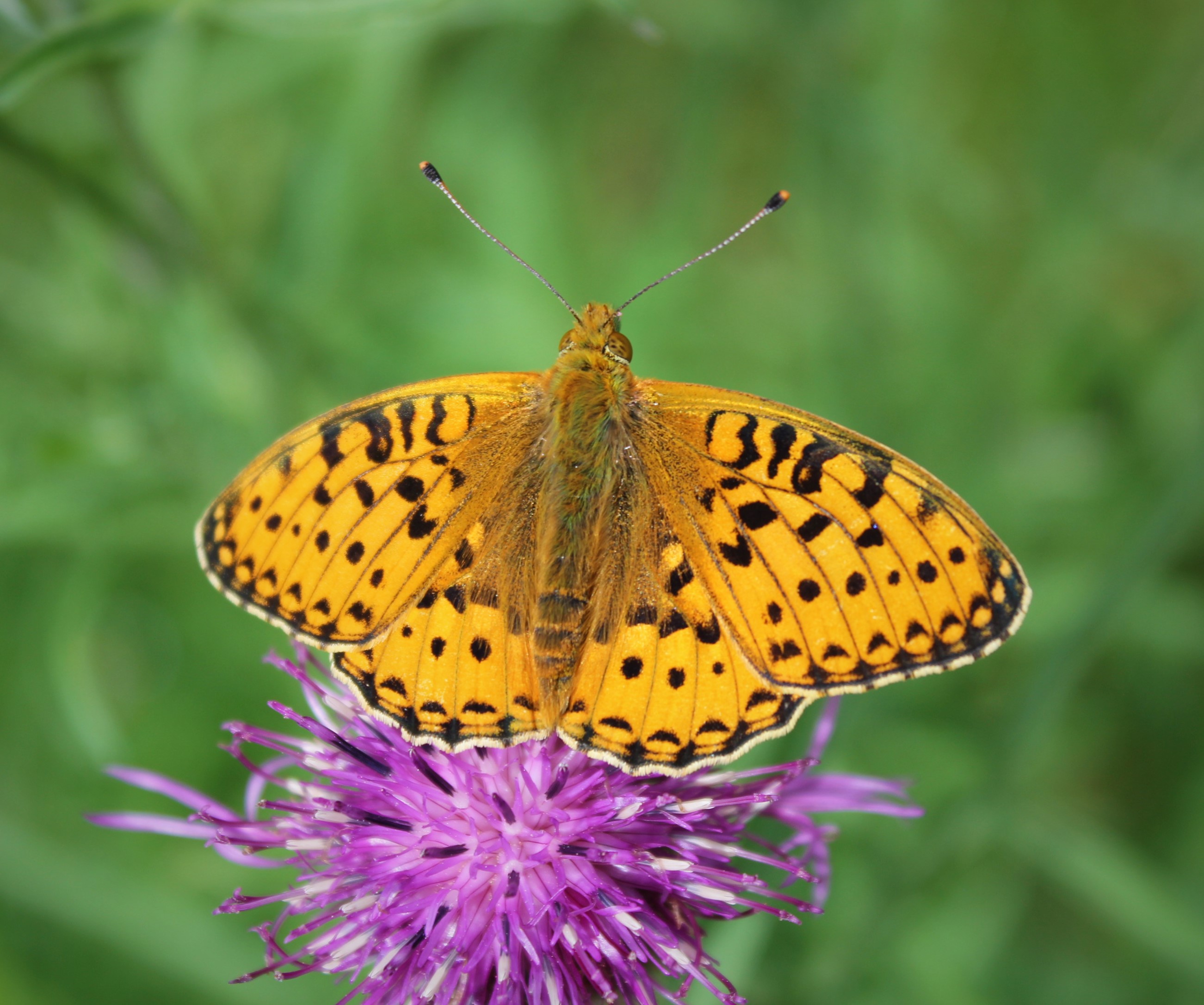 Skogspärlemorfjäril.