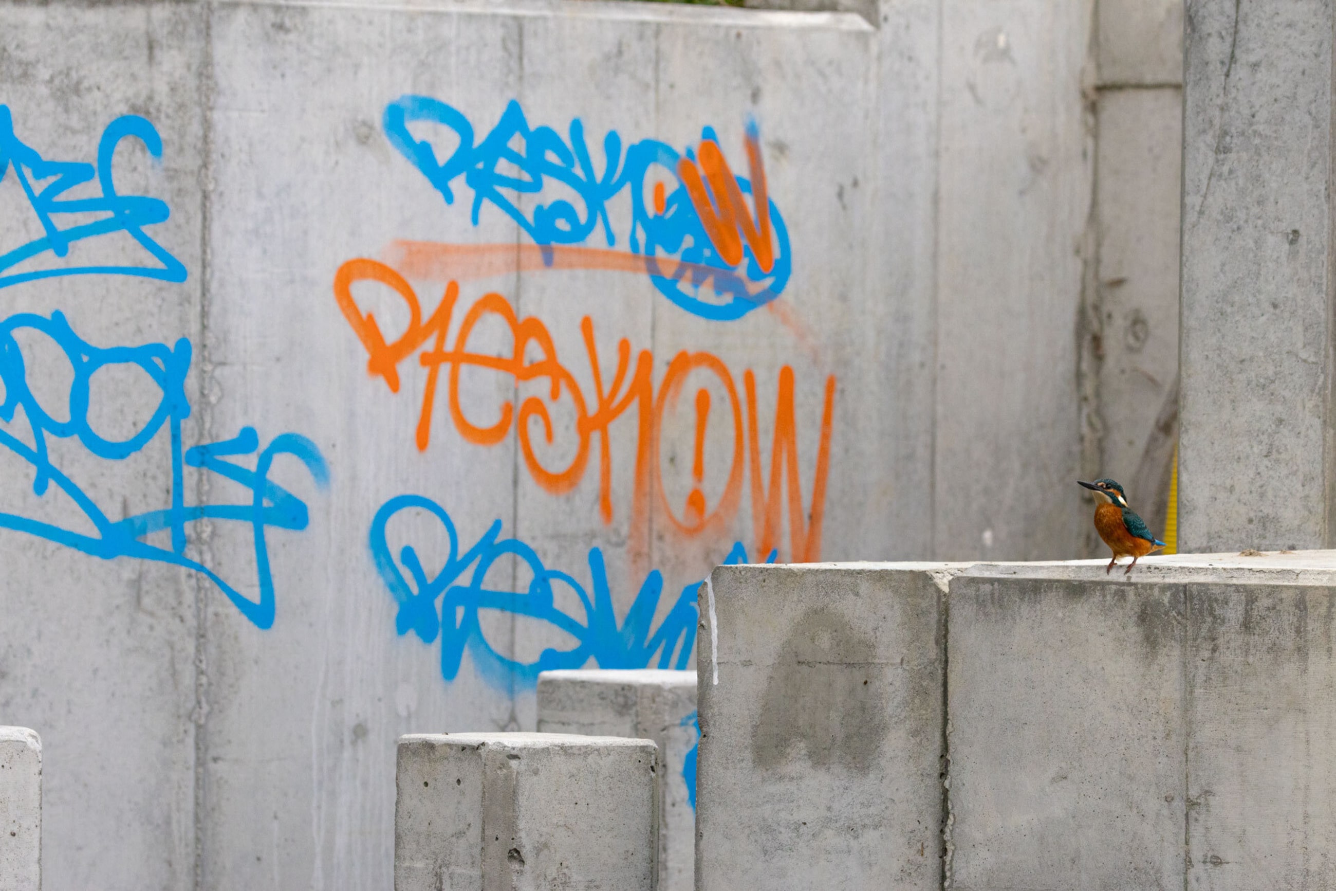En kungsfiskare framför matchande graffiti. Djurlivet finns ofta närmare än vi tror, och det finns skönhet och livskraft även i våra mest urbana miljöer.