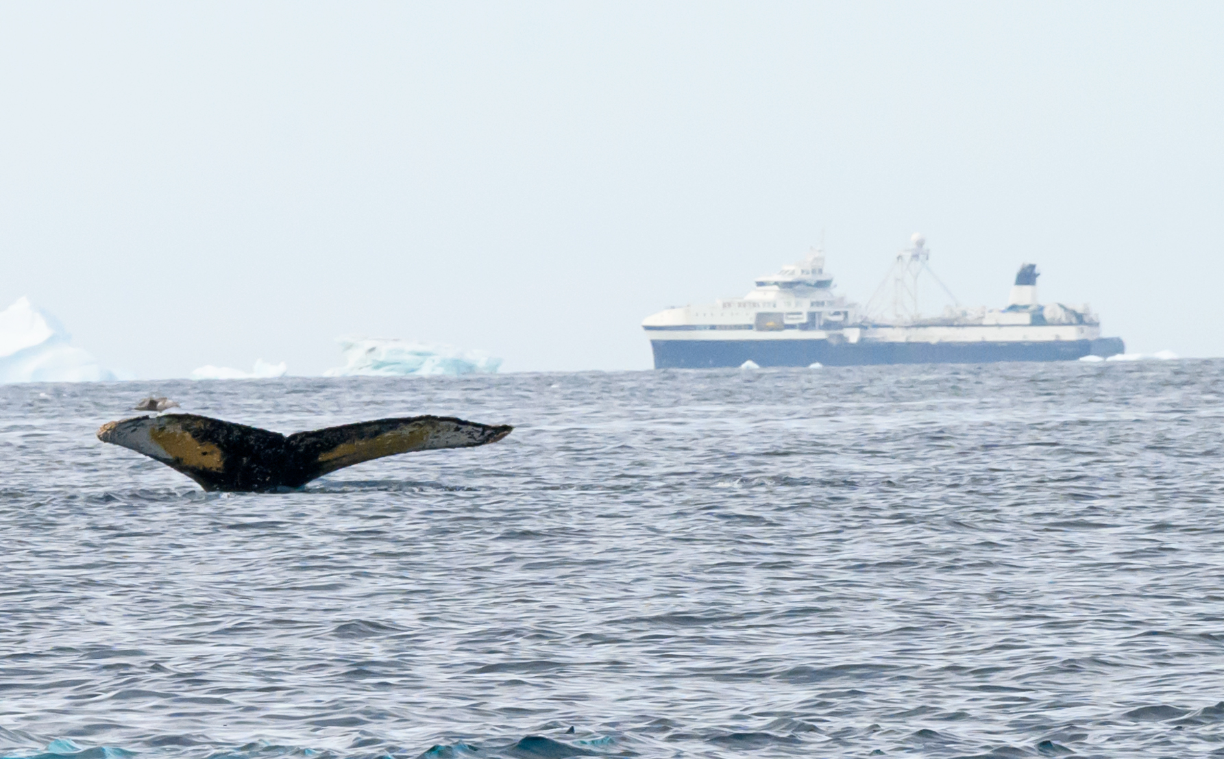 En valstjärt syns ovanför havsytan, med ett isberg och ett stort fartyg i bakgrunden under en molnig himmel.