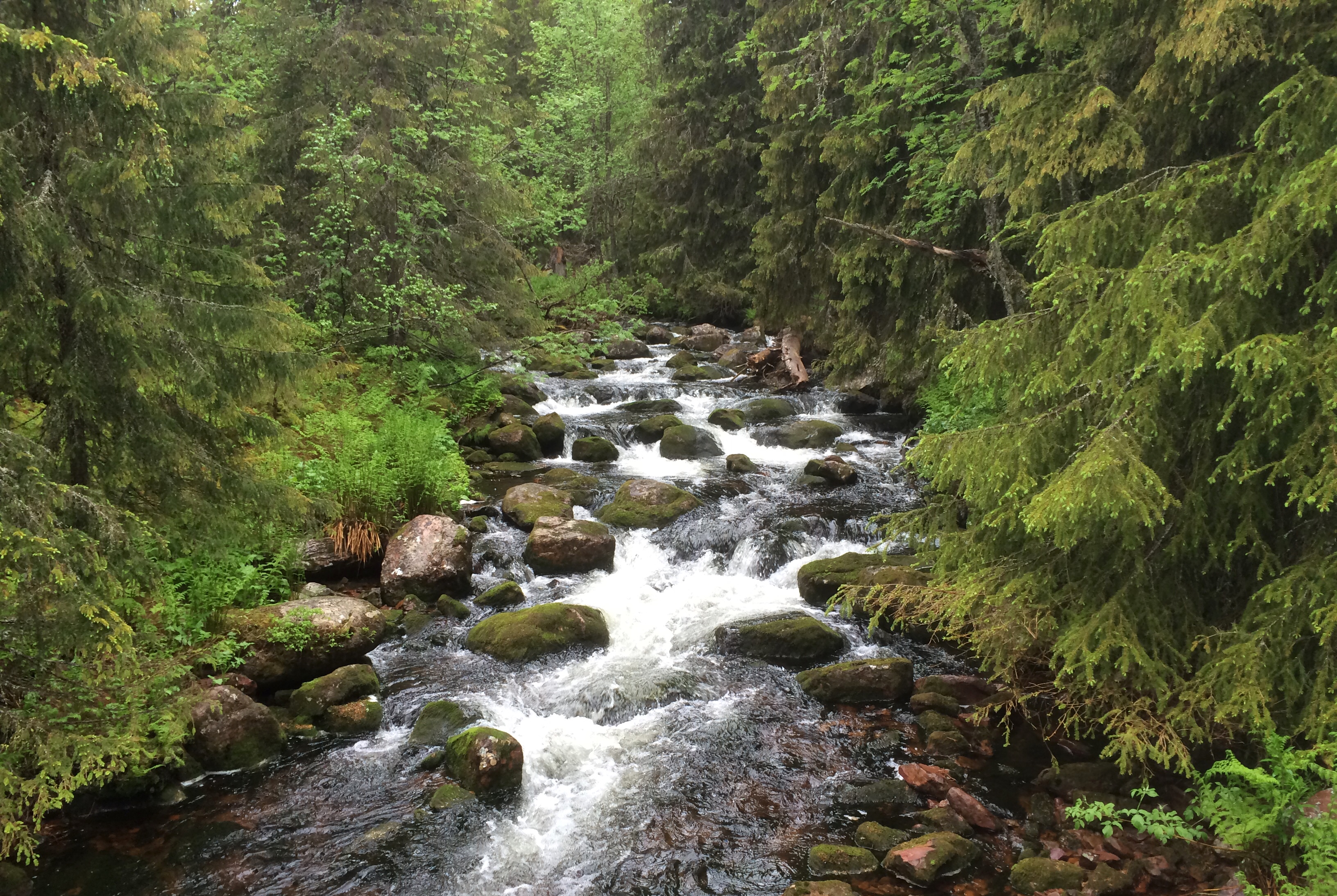 Kantzoner vid vattendrag är viktiga för klimat och biologisk mångfald. Det behövs ungefär 30 meter träd intill vattendragen för att inte den biologiska mångfalden ska minska.