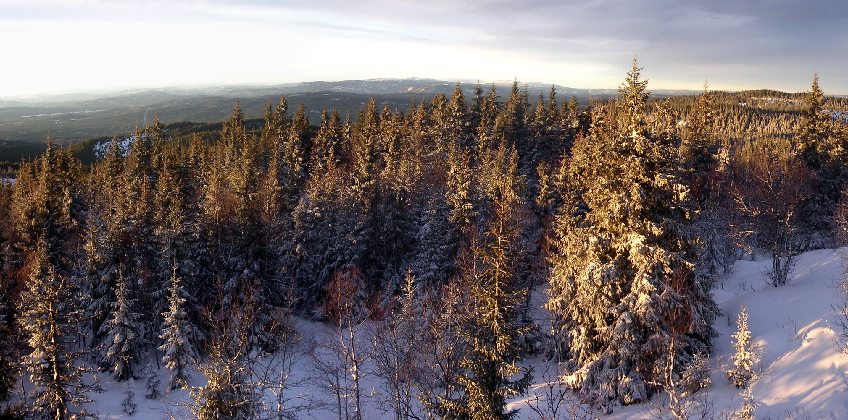 Utsikt från Svarttjernshøgda.