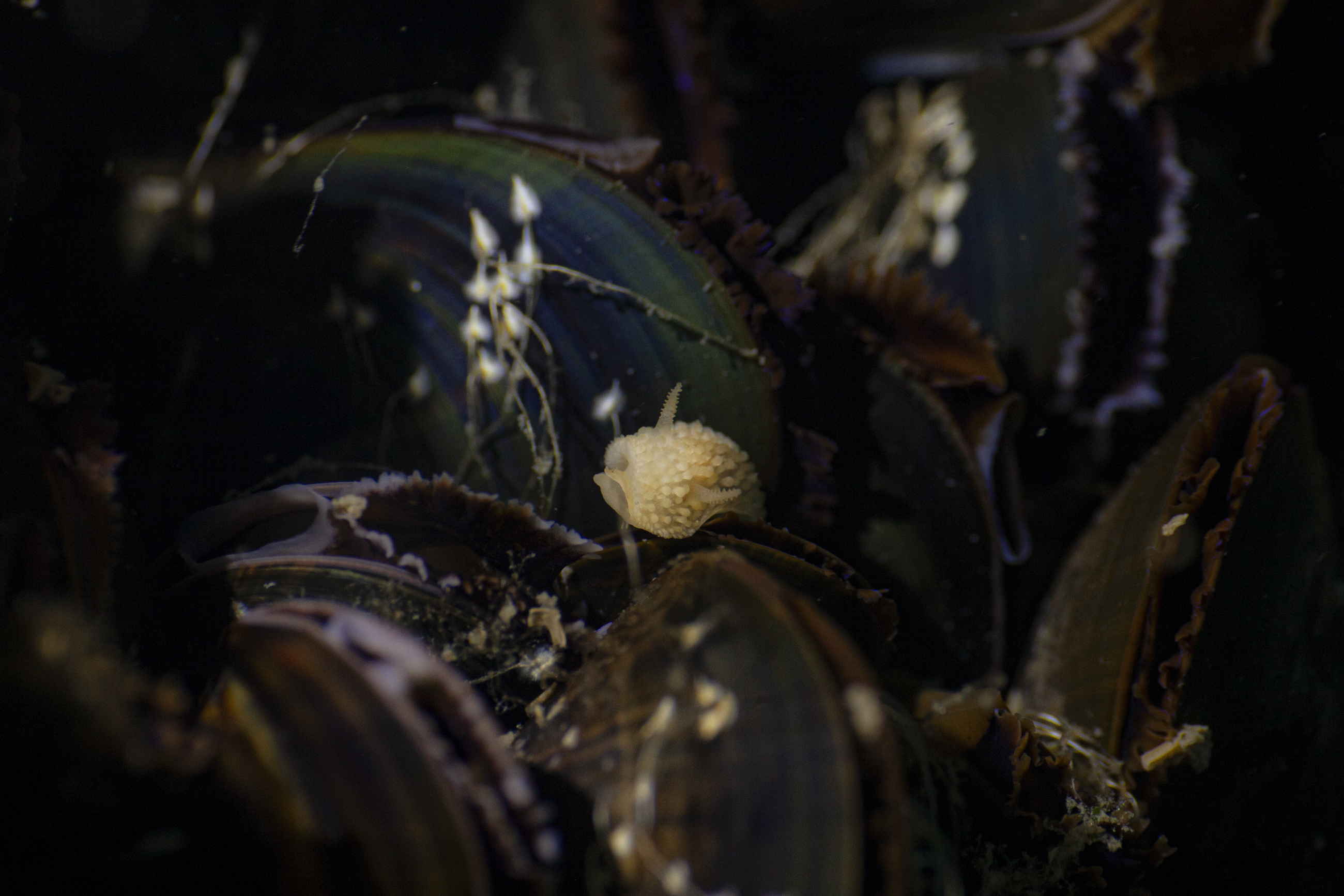 Smånubbig sköldnuding.