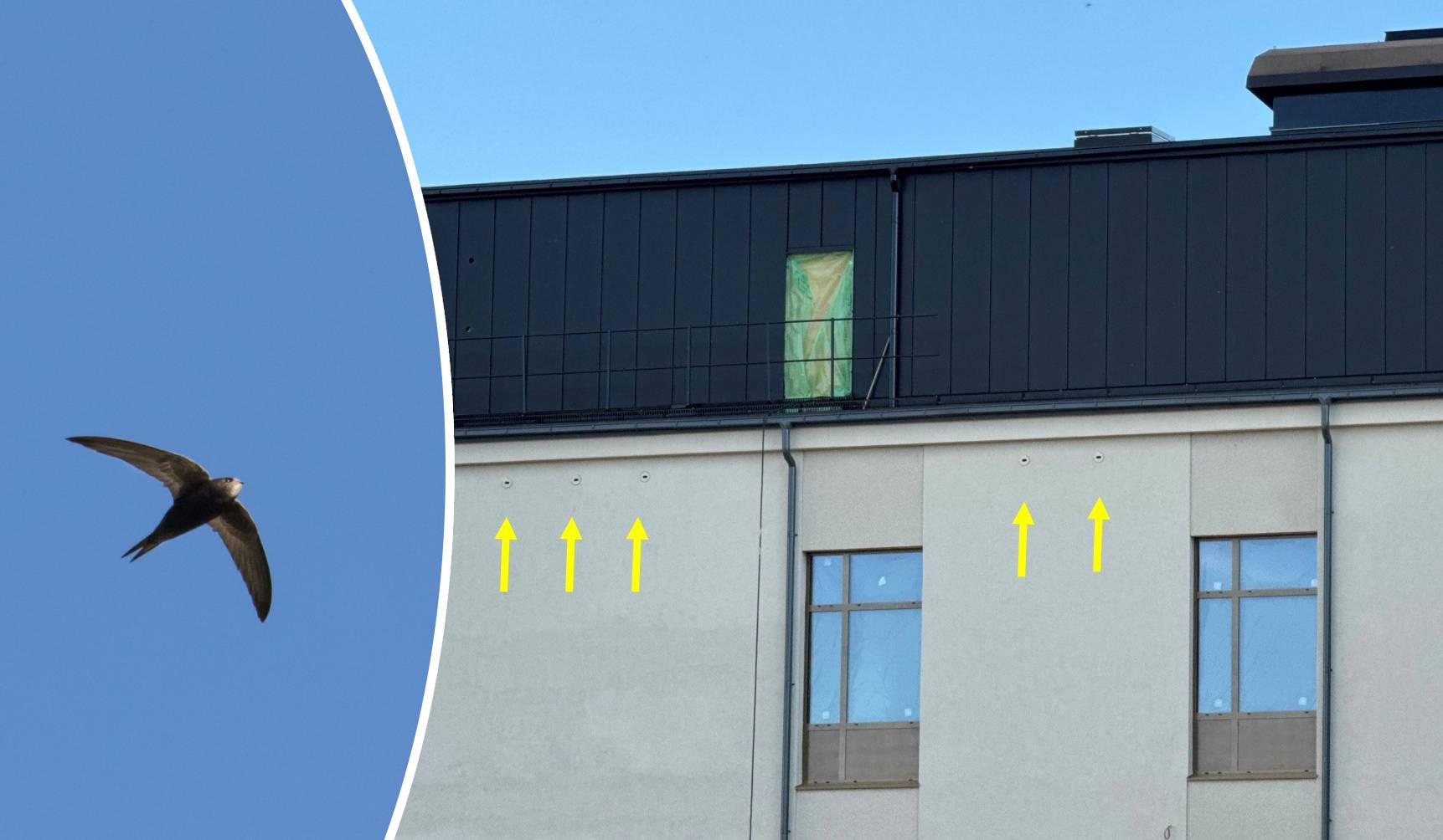 Tornseglare och inbyggda holkar.