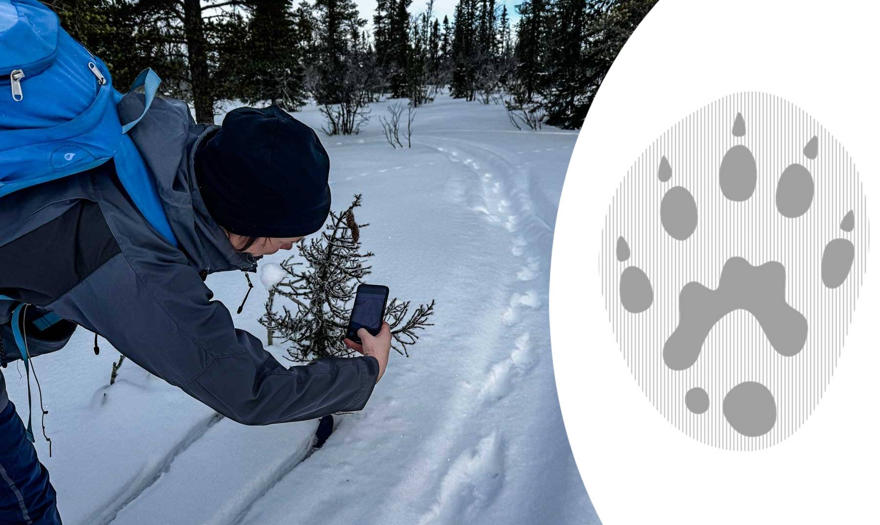 Järvspår i naturen och som illustration.