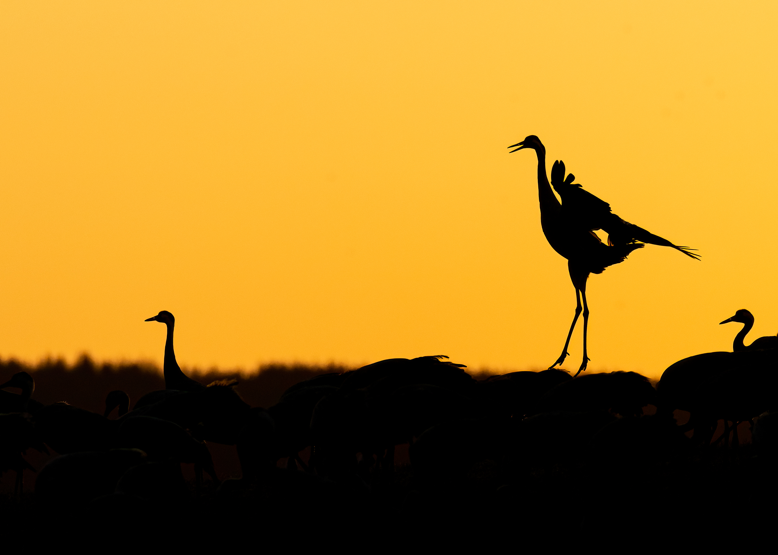 Trandans vid Hornborgasjön.