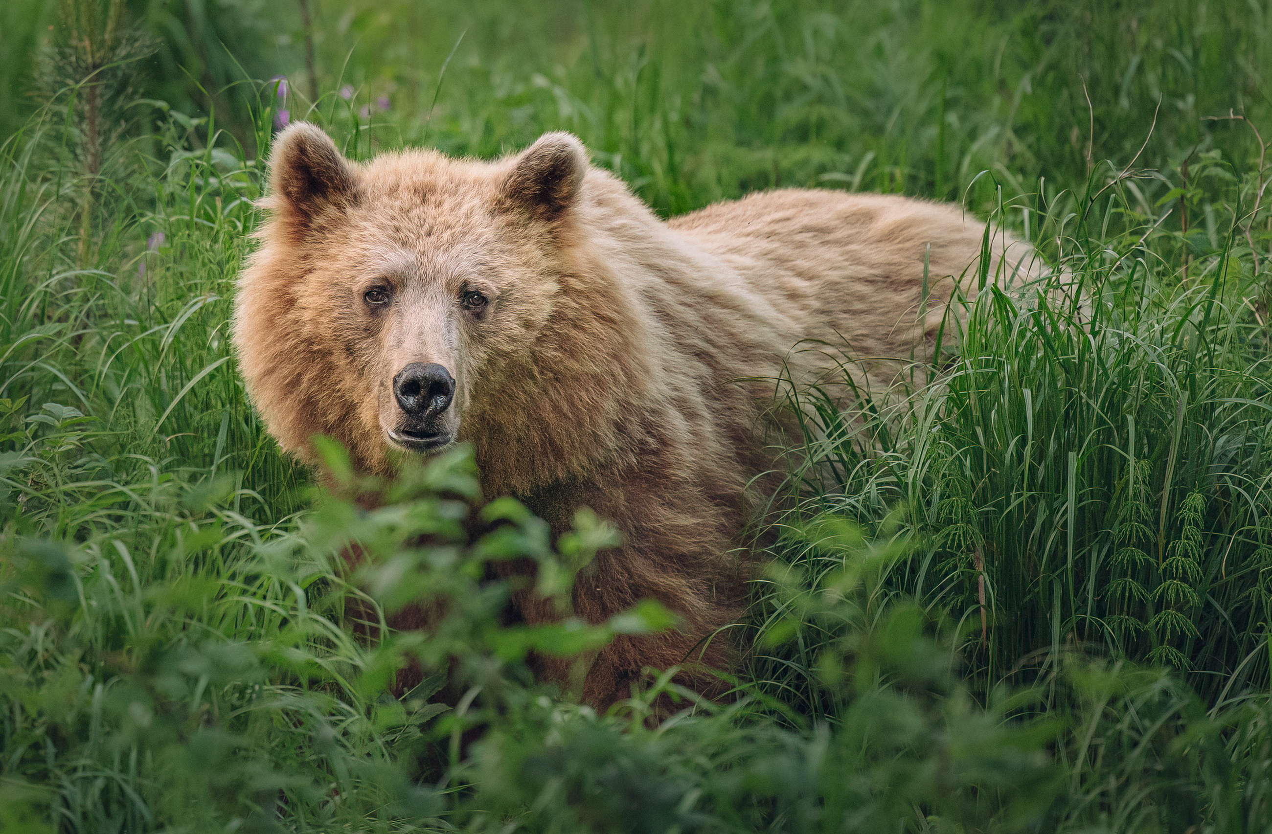 Björngömsle i Hälsingland,