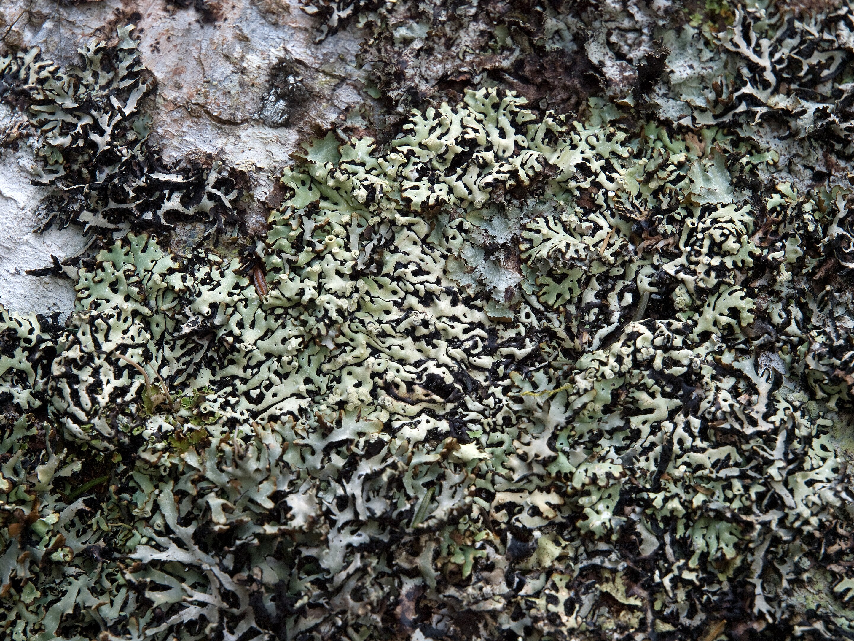 Hållav (Menegazza terebrata).