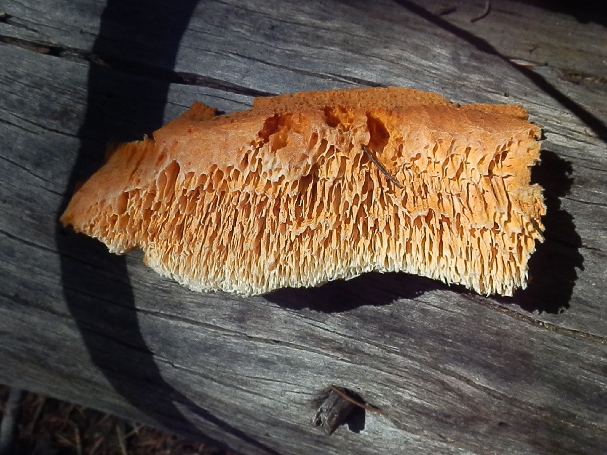 Storporig brandticka (Pycnoporellus alboluteus).