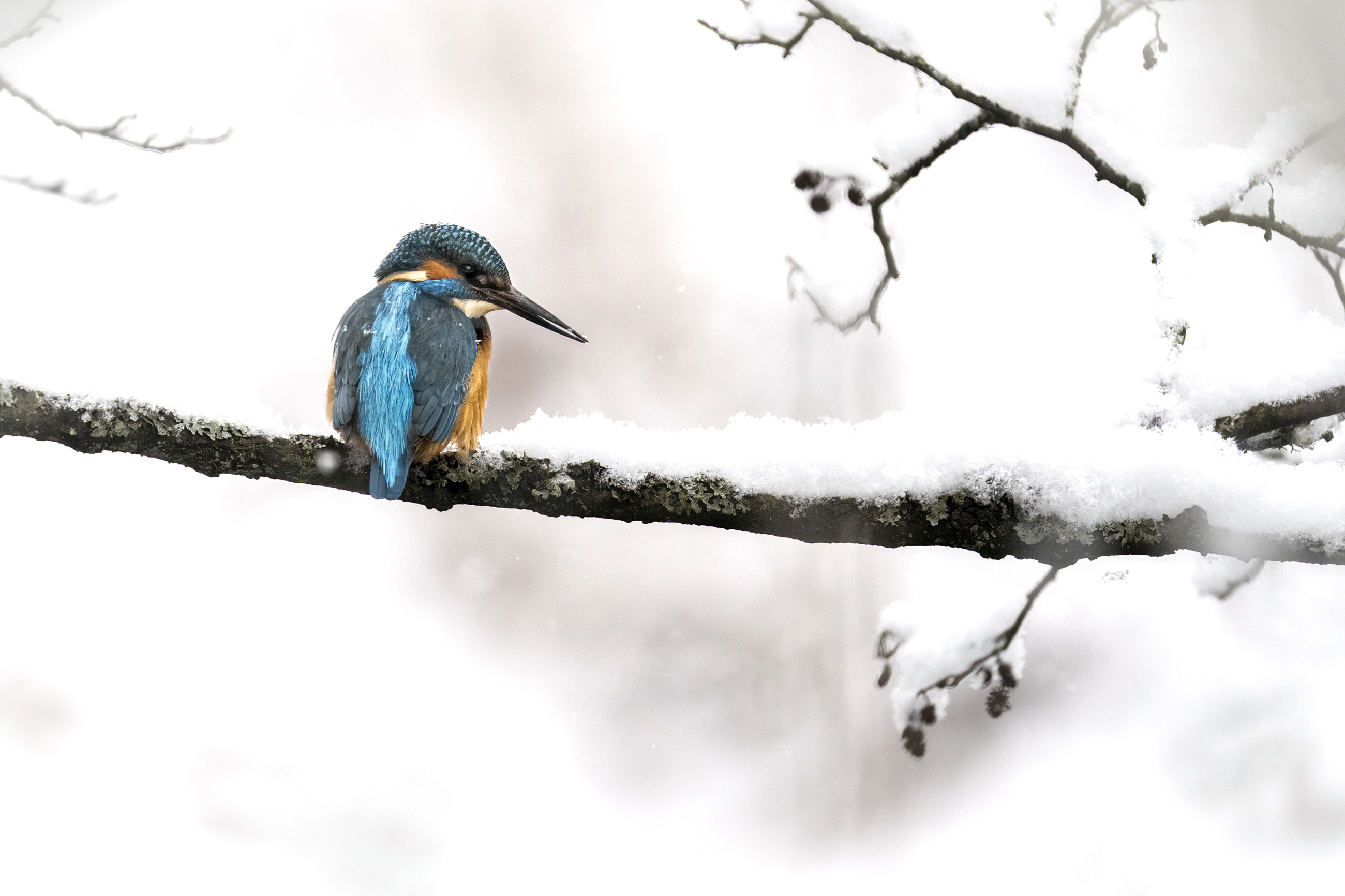 "Kungsfiskare så vitt man kan se"