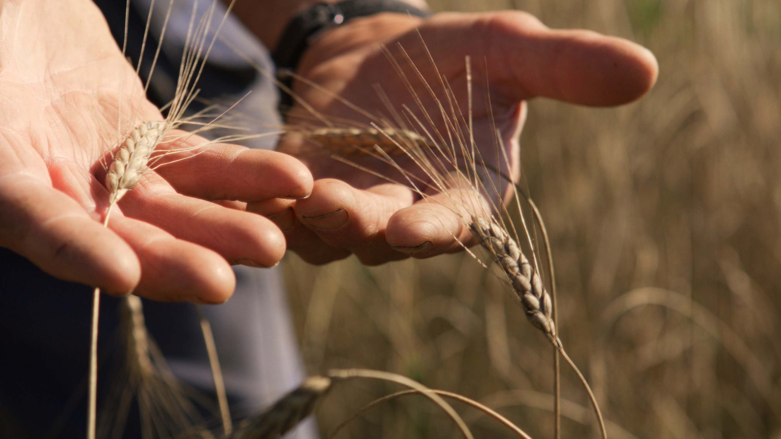 Emmervete – en gammal kultursort som är nära släkt med durumvete.