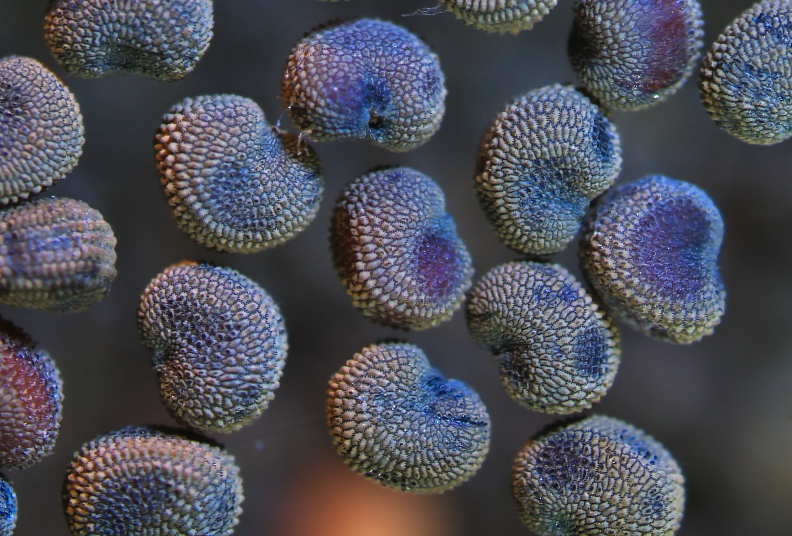 Närbild på fröer.