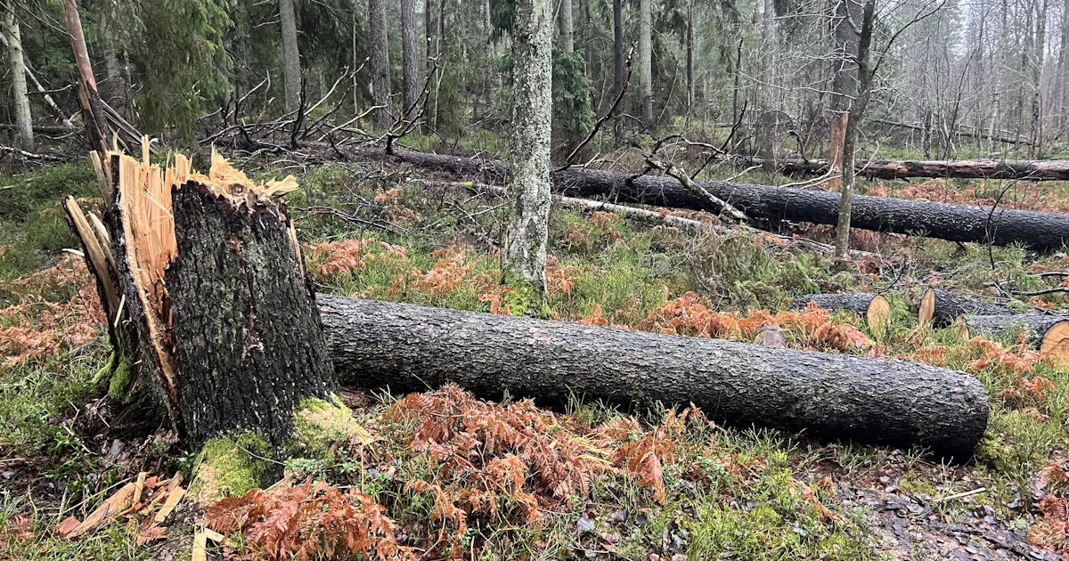 Faran och oron för fallande träd – Natursidan