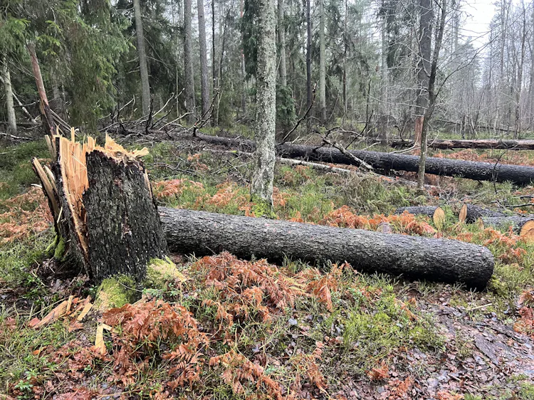 Faran och oron för fallande träd – Natursidan