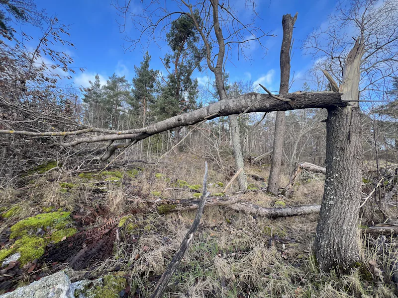 Faran och oron för fallande träd – Natursidan