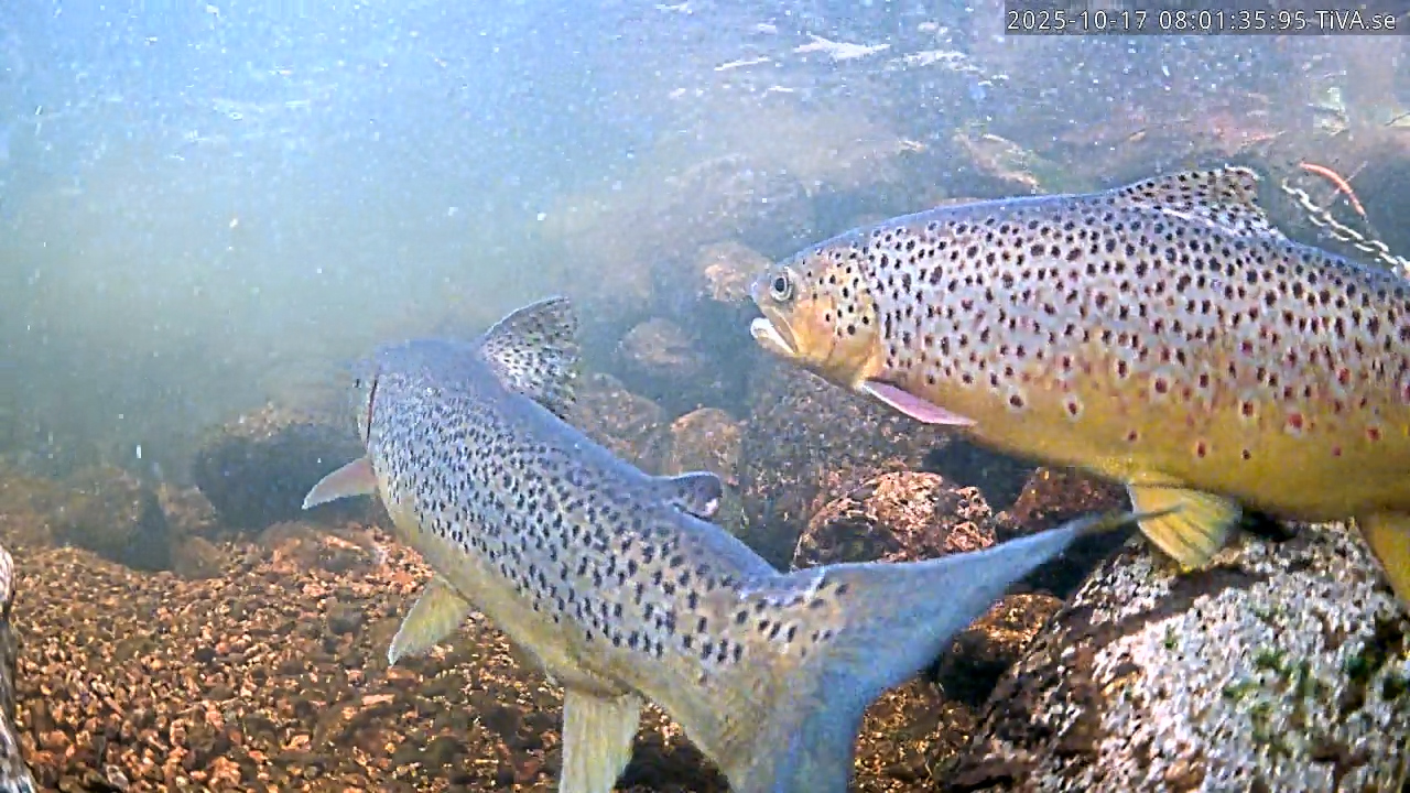 Öringar i Forsnäs.