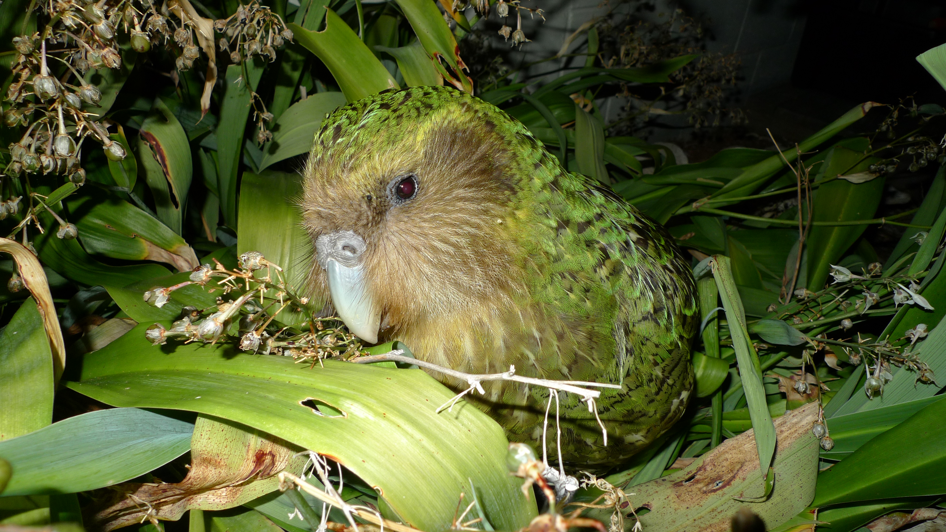 Kakapo.