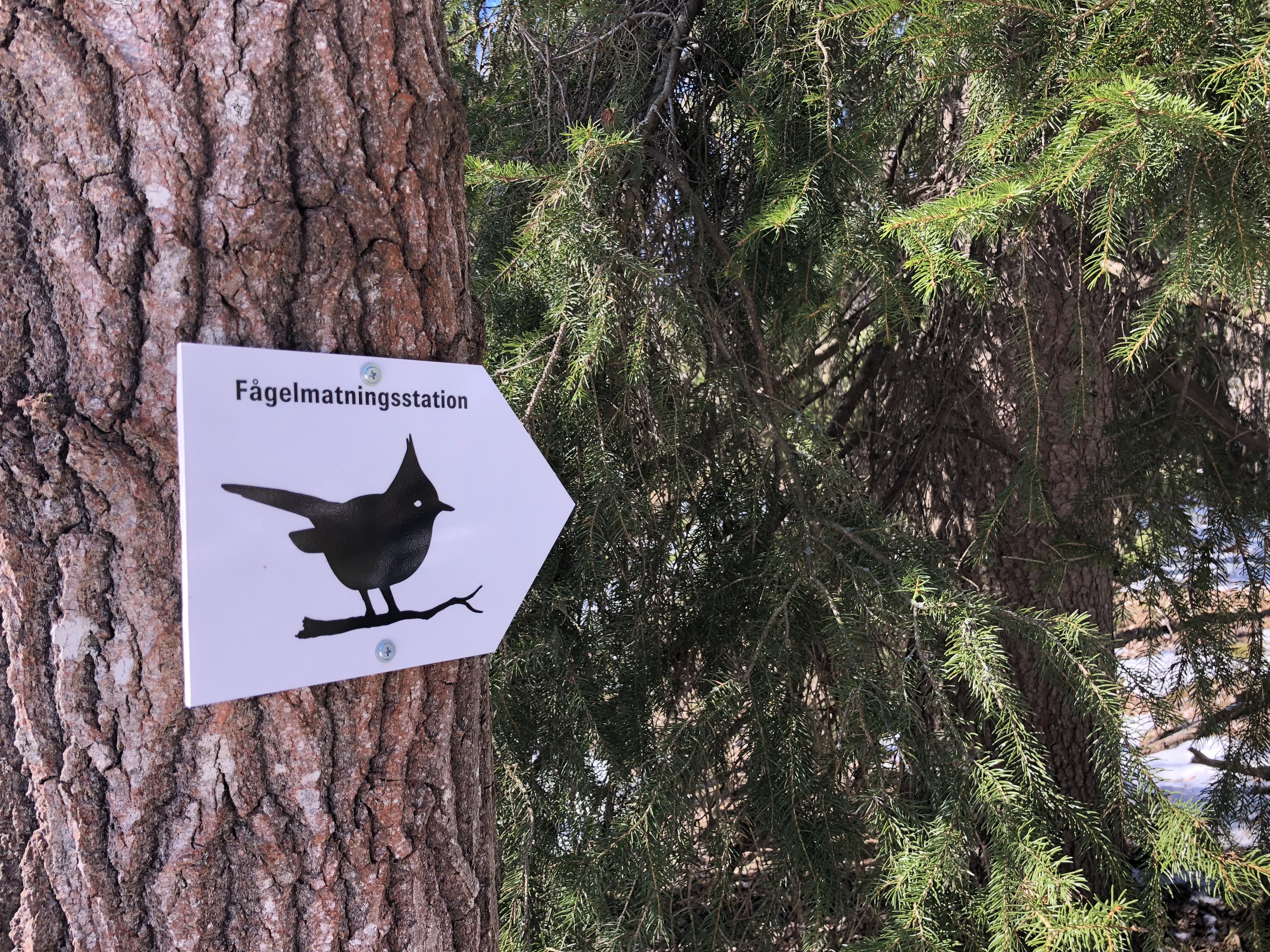 Publik fågelmatning i Nackareservatet i södra Stockholm.