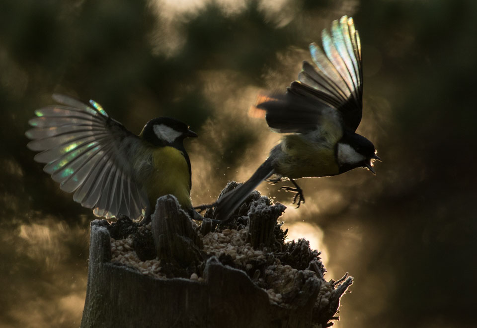 Talgoxar kan vara aggressiva både mot varandra och mot andra fåglar.