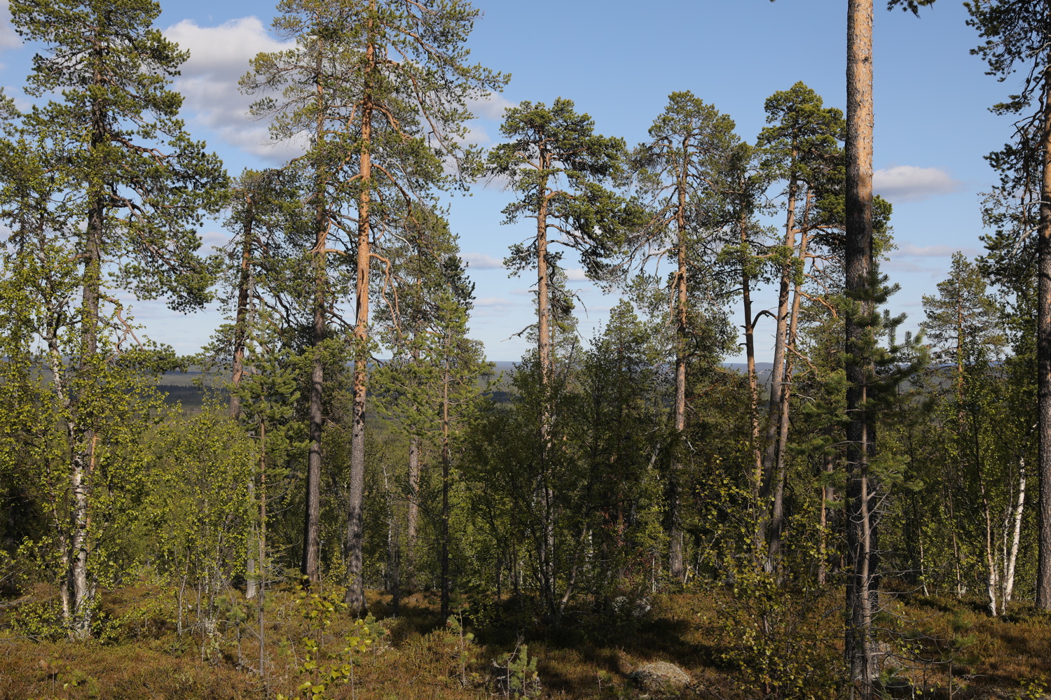 Gammelskogen som bolaget glömde i sin naturvärdesinventering.
