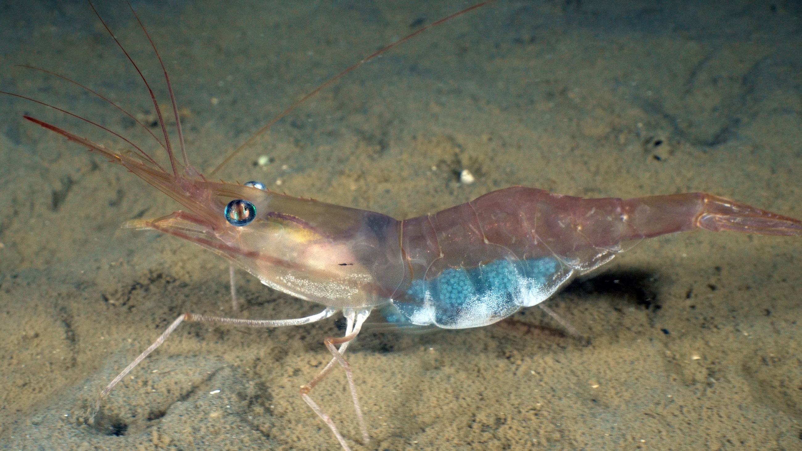 Räkfisket anses viktigt i regionen.