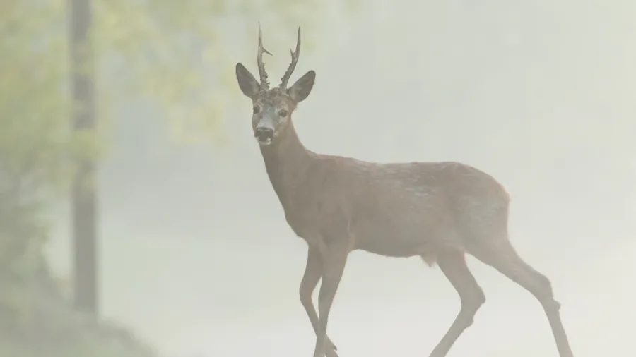 Så går det för världens noshörningar – Natursidan