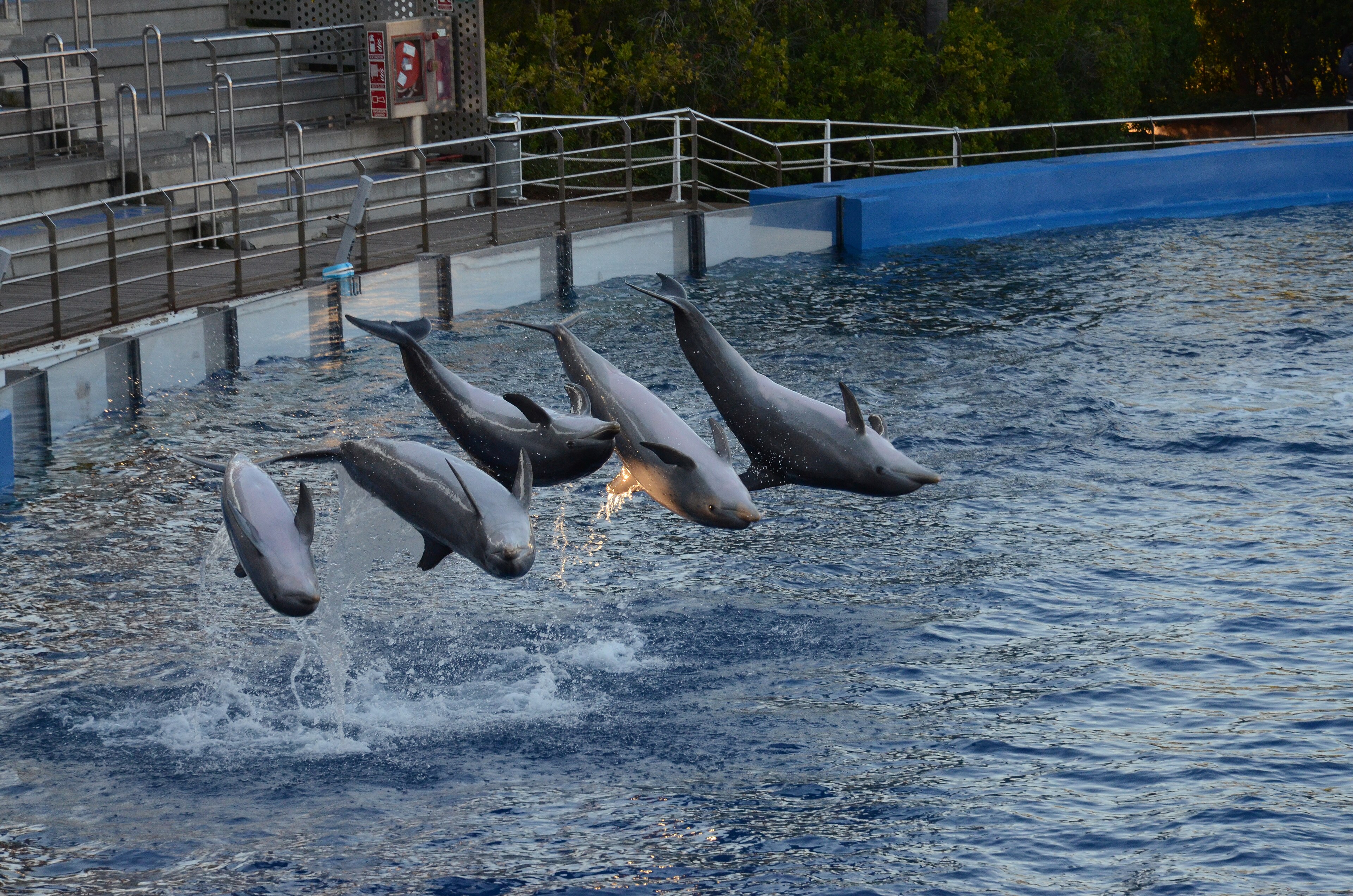 Delfinshow i Valencia 2019.