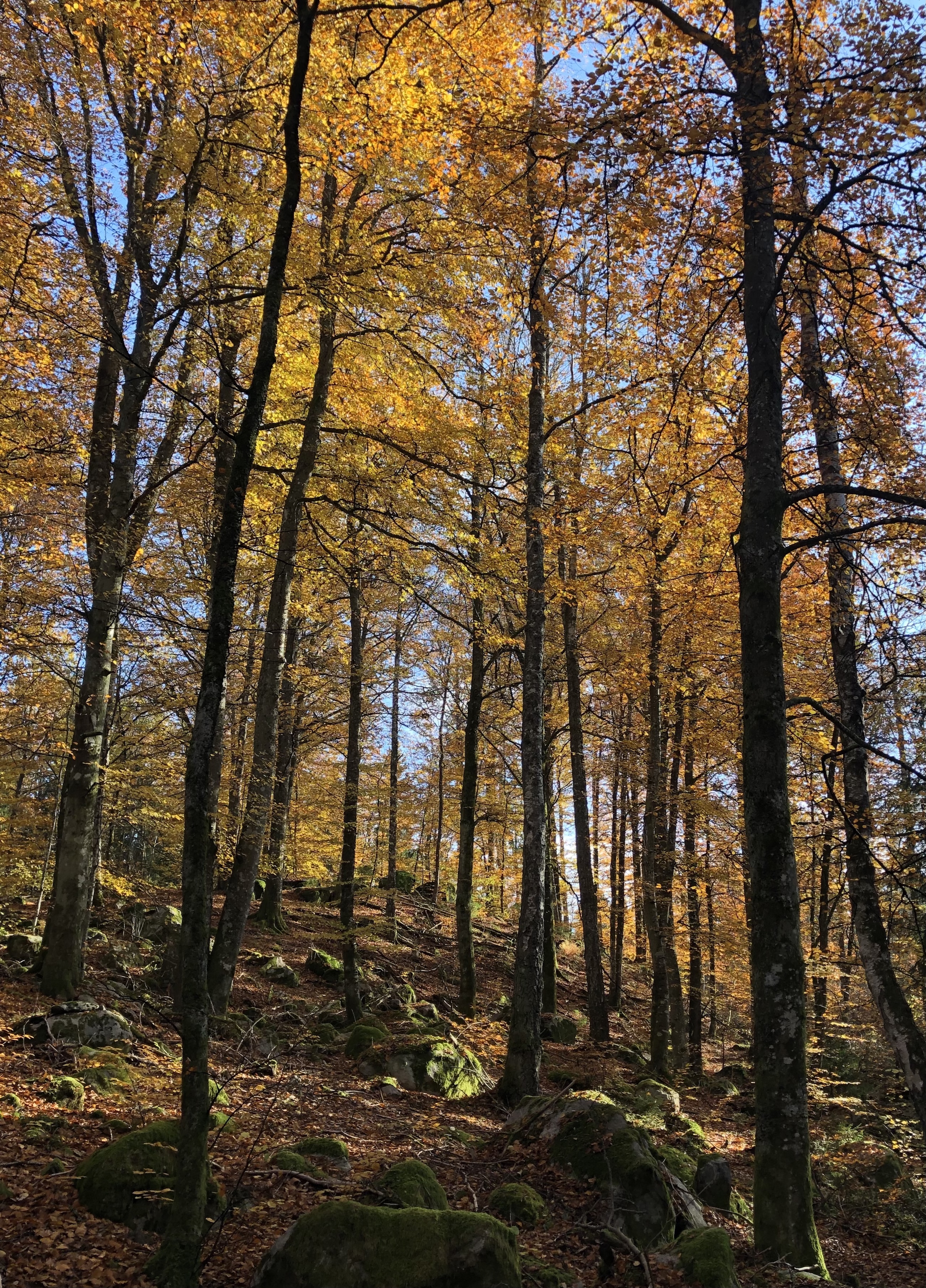 Lille Bok i Kronobergs län.