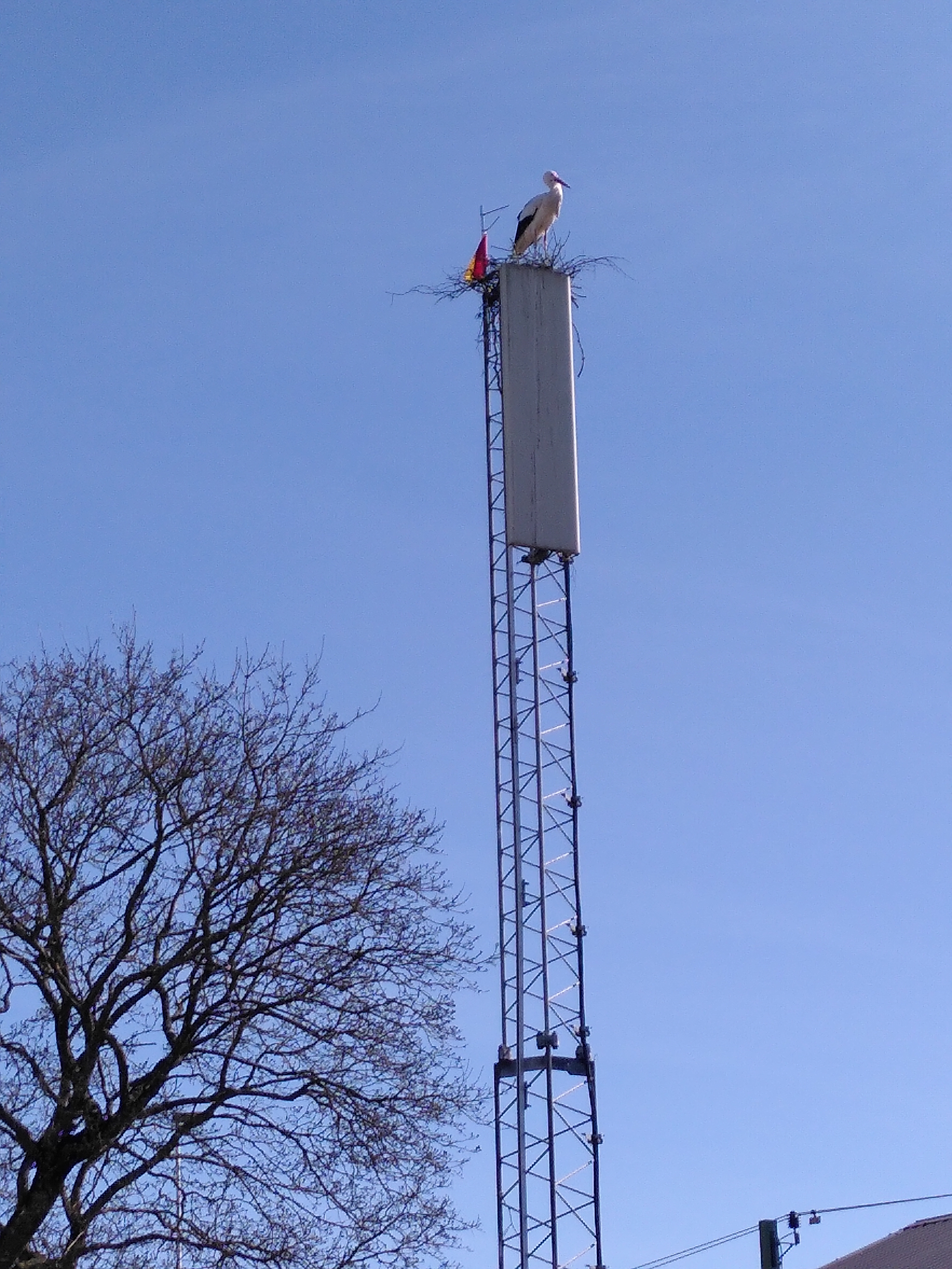 Vit stork som byggt bo på kommunikationsmast.