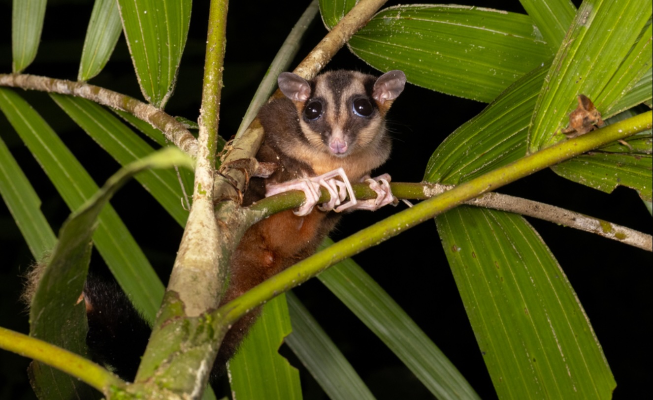 Pungdjuret Dactylonax kambuayai.