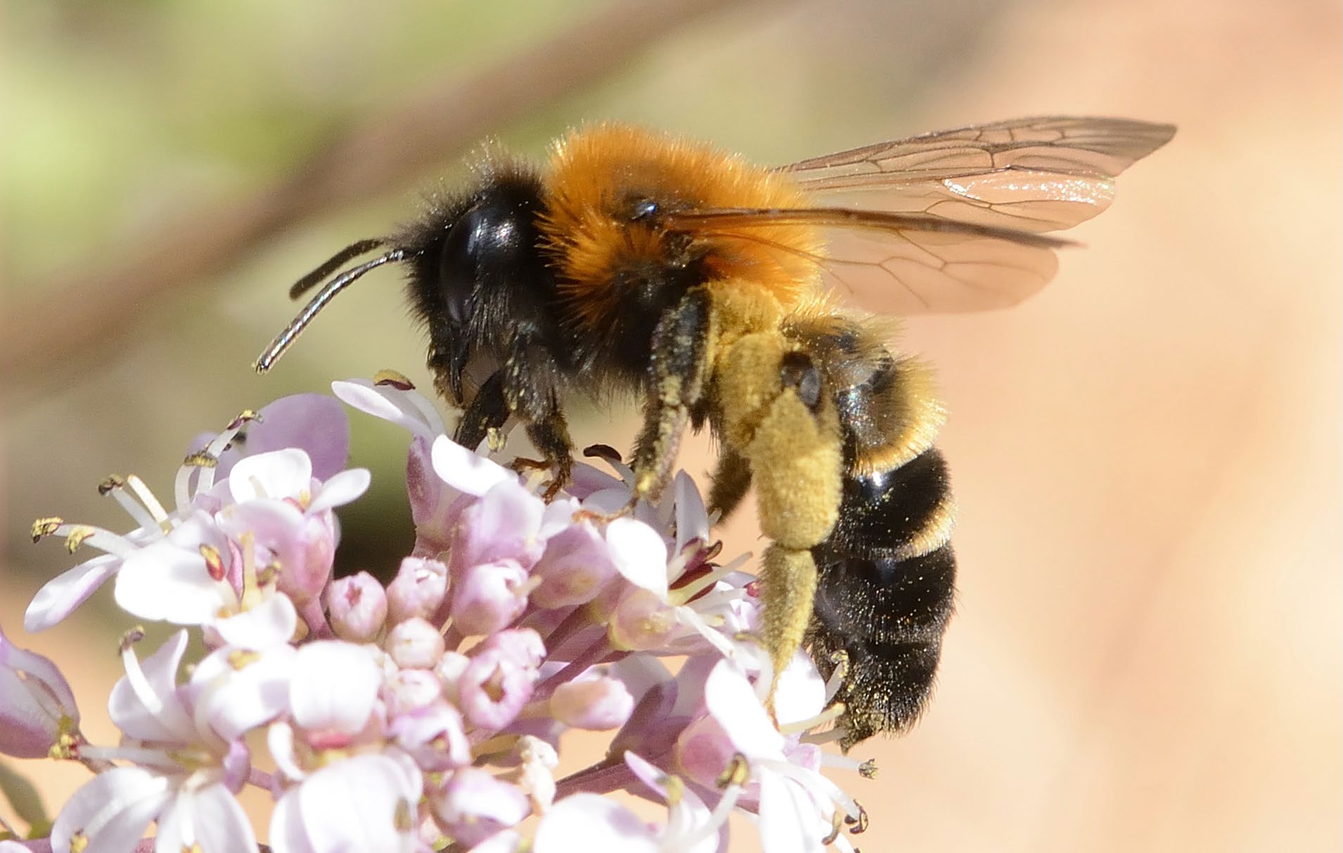 Vildbiet Andrena tscheki.