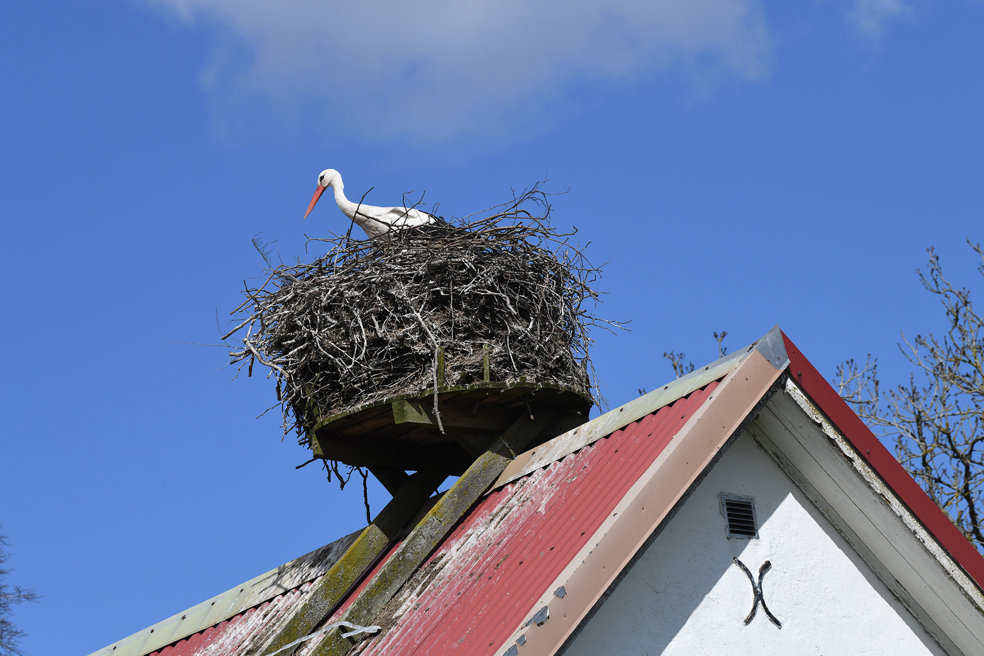 Vit stork som byggt bo på plattform monterad på hus.