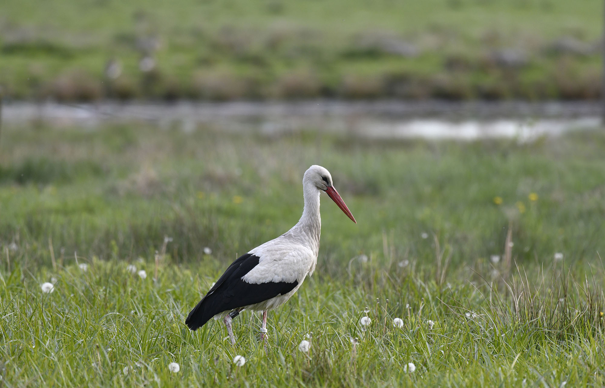 Vit stork som letar mat i våtmark.