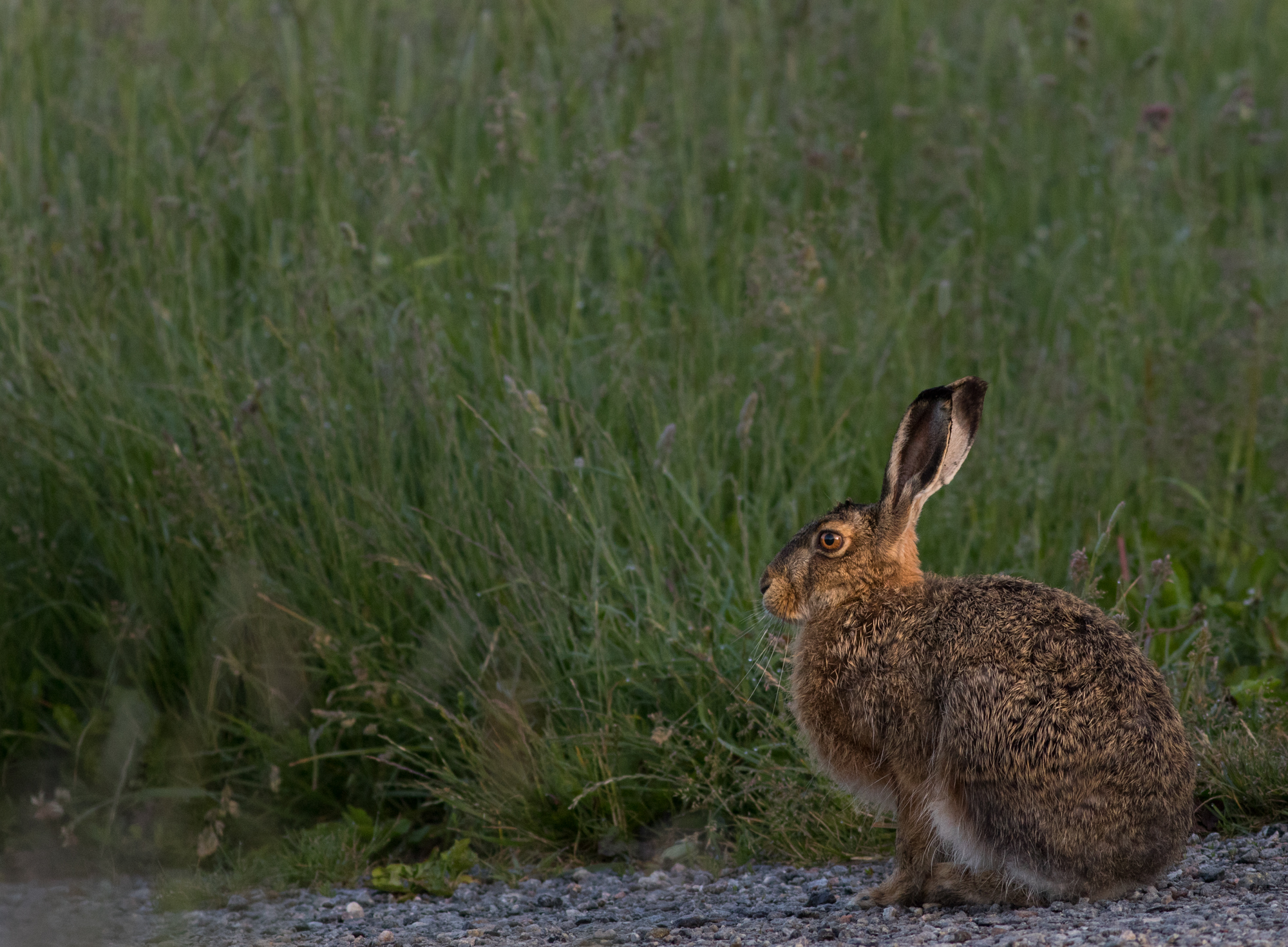 En brun hare sitter på en grusväg med hög grön gräs i bakgrunden.