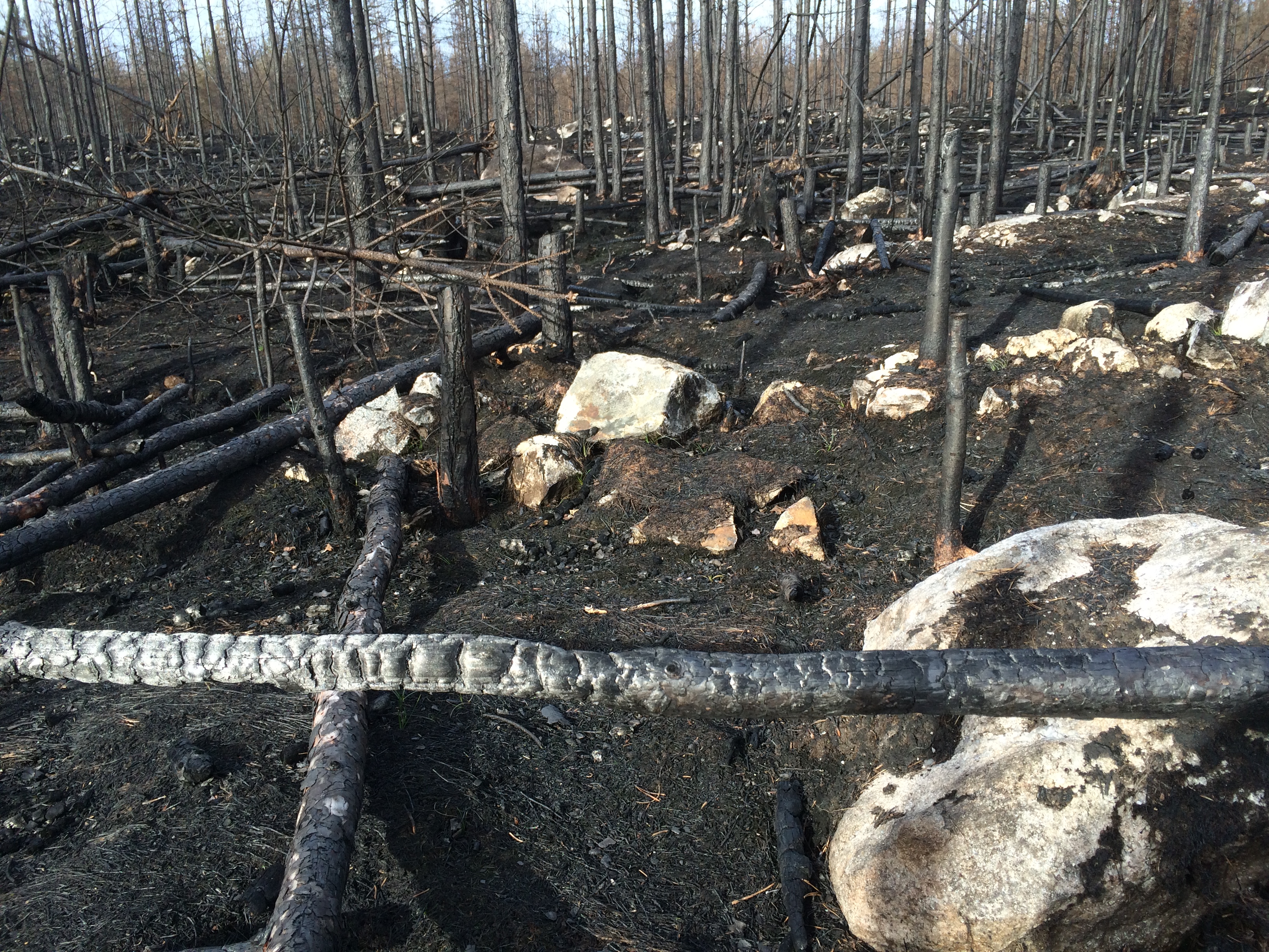 Brandområdet i Västmanland. Mängden död ved efter en skogsbrand är enormt mycket högre än efter ett kalhygge.