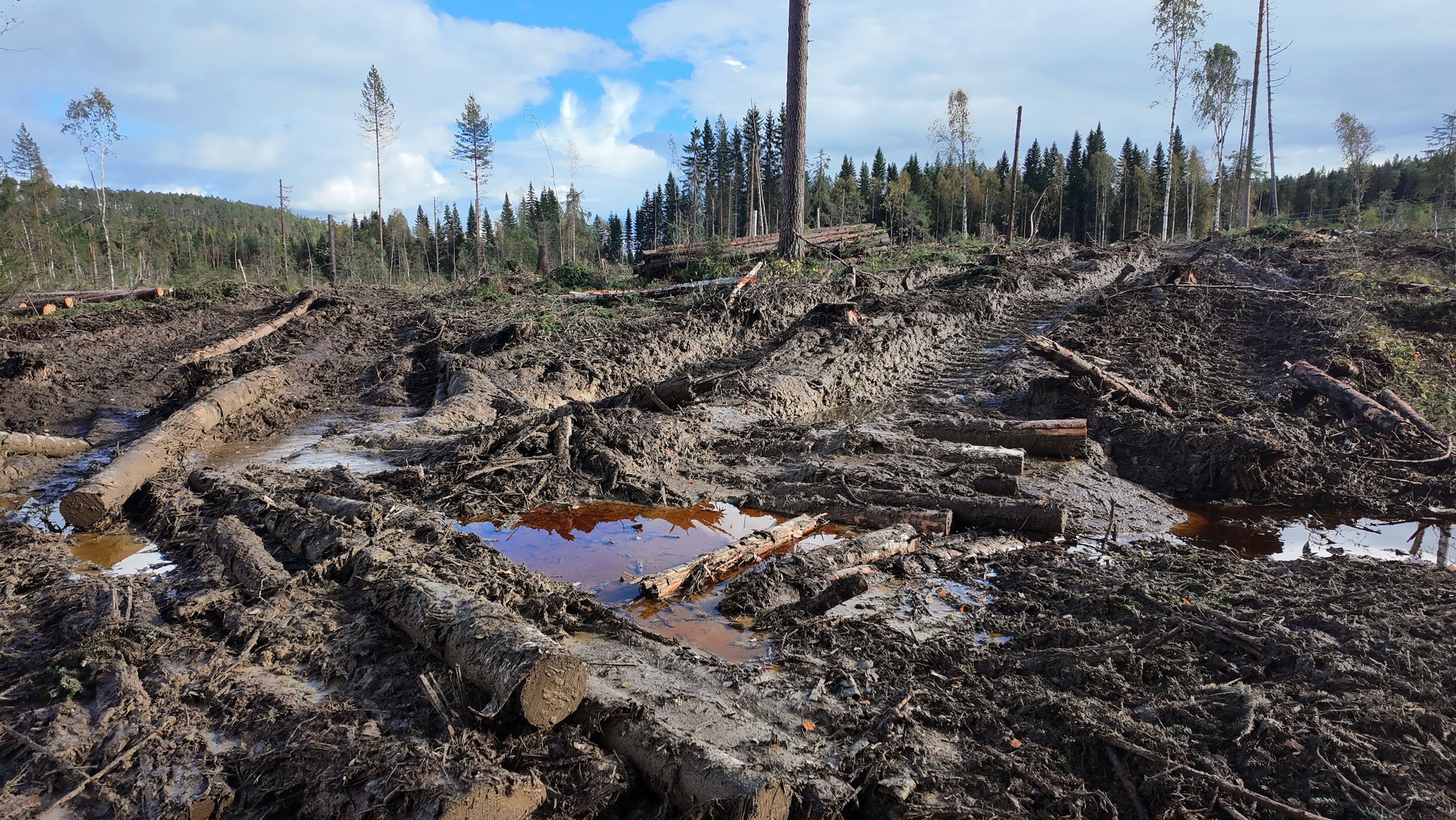 Ett av SCA:s kalhyggen.