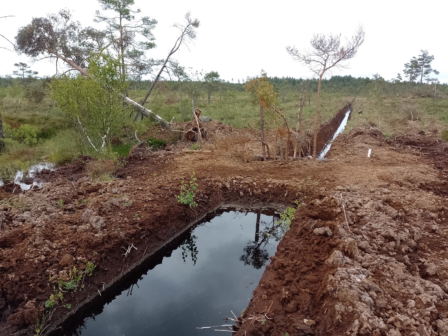 Fördämning i Grimsås mosse.