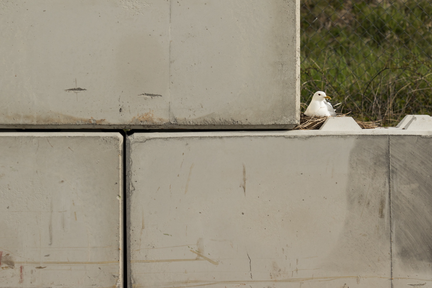 Fiskmås som häckar på betongmur.