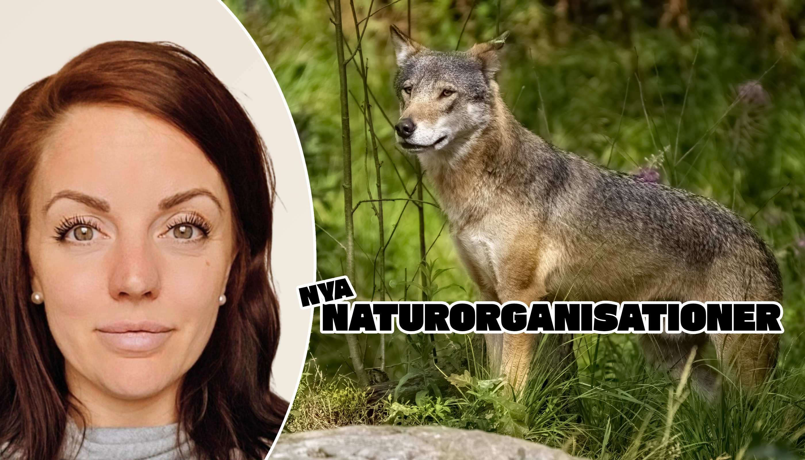 Sandra Jönsson driver stiftelsen Arfrände som bland annat jobbar med rovdjur och vår samexistens med dem.