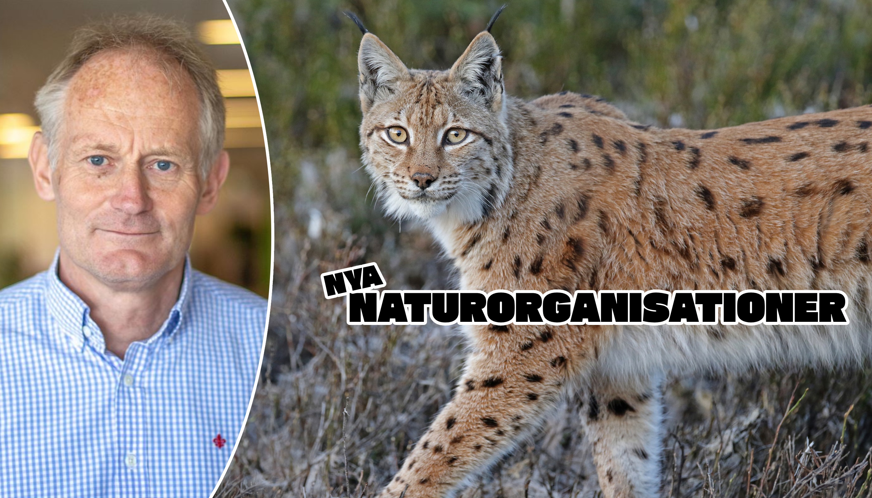 Magnus Orrebrant och Vilda djurens skydd jobbar bland annat mycket med lodjur.